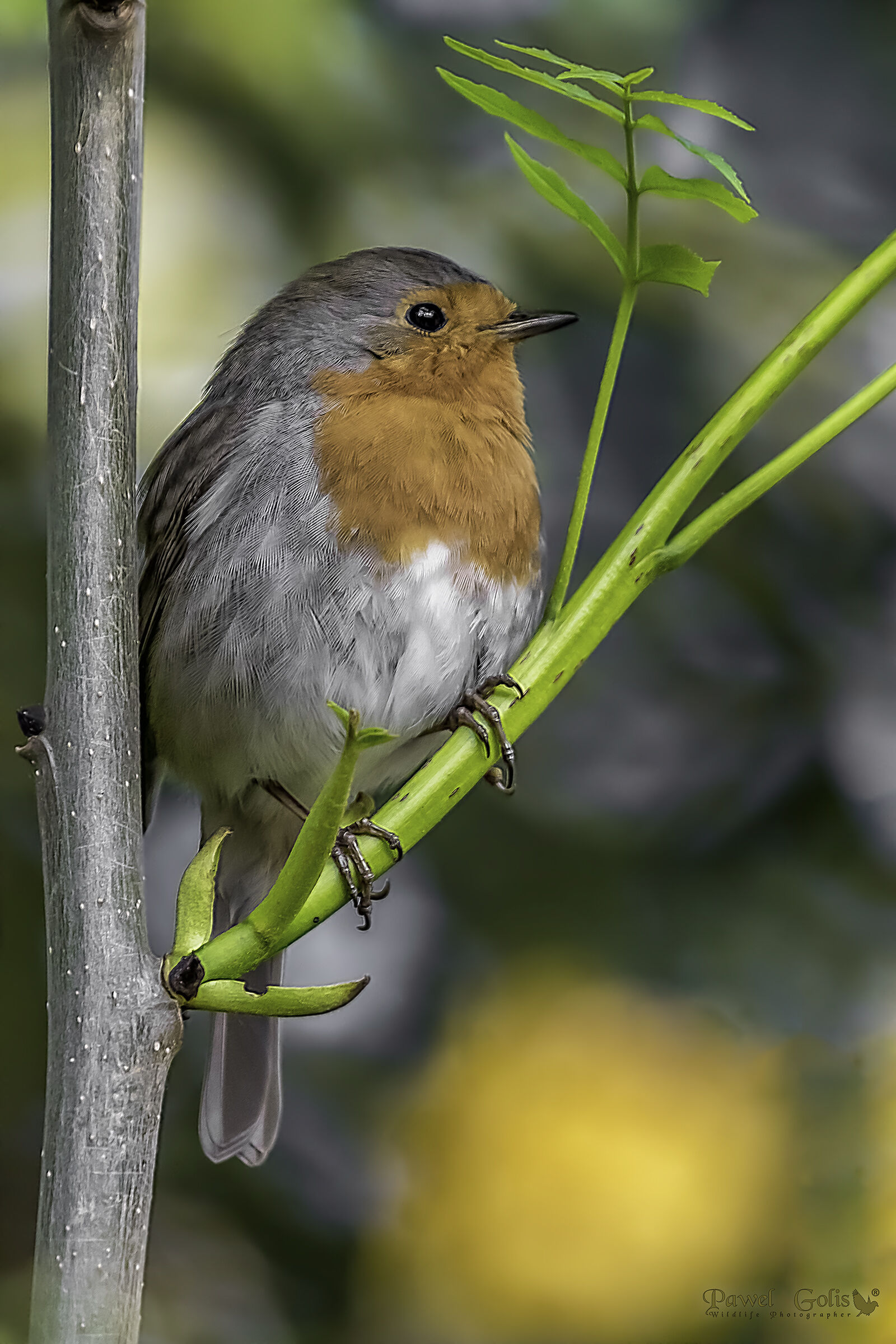 Pettirosso europeo (Erithacus rubecula)