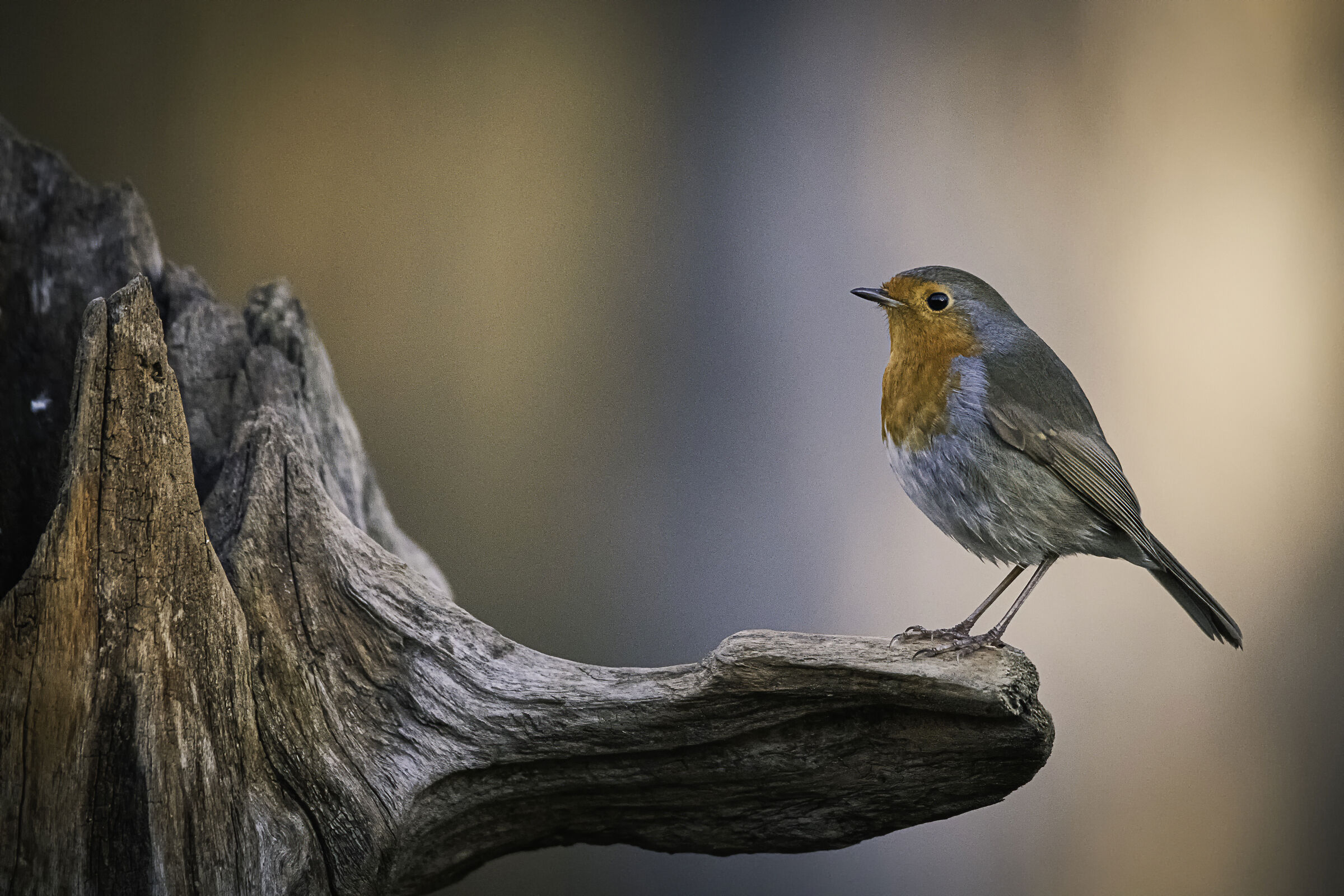 Il pettirosso sul posatoio