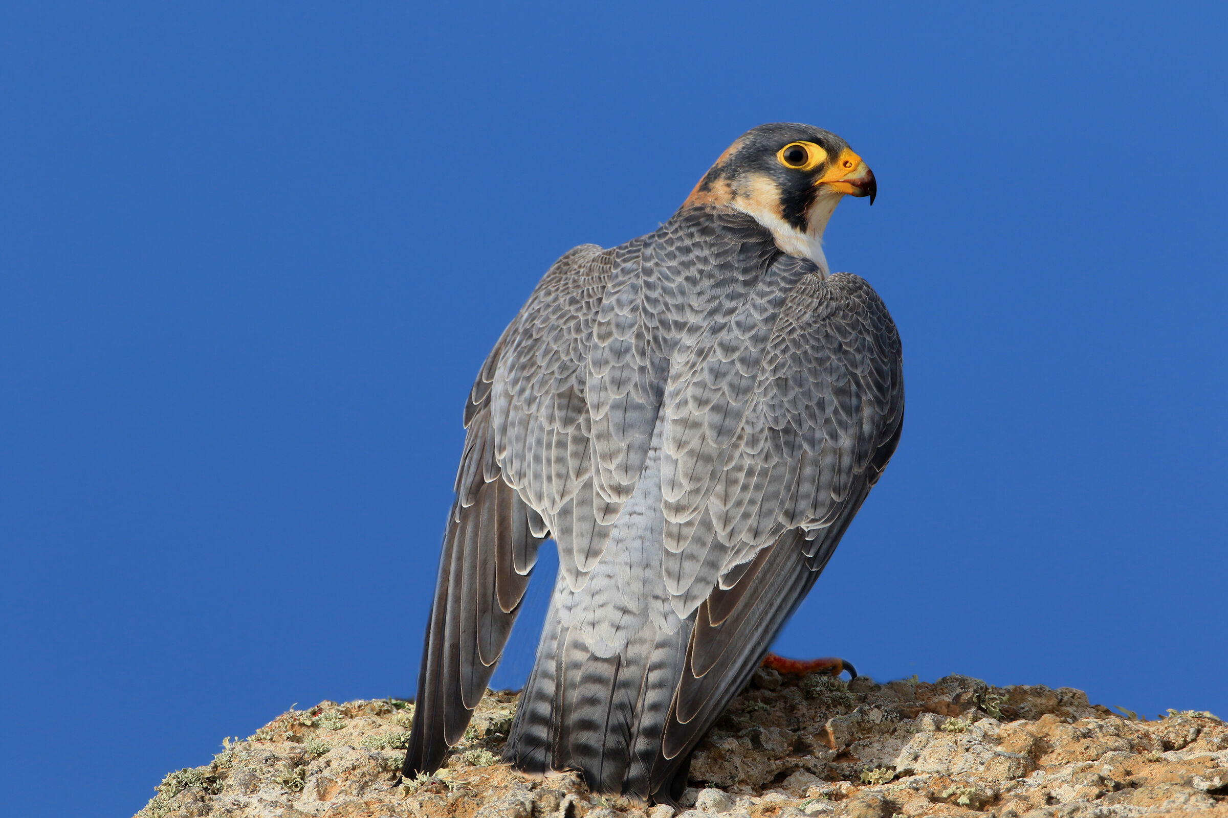 falco di barberia
