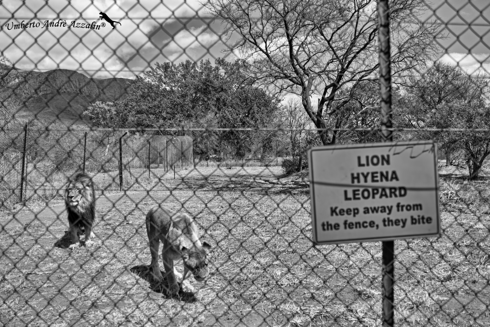 non servono parole 2