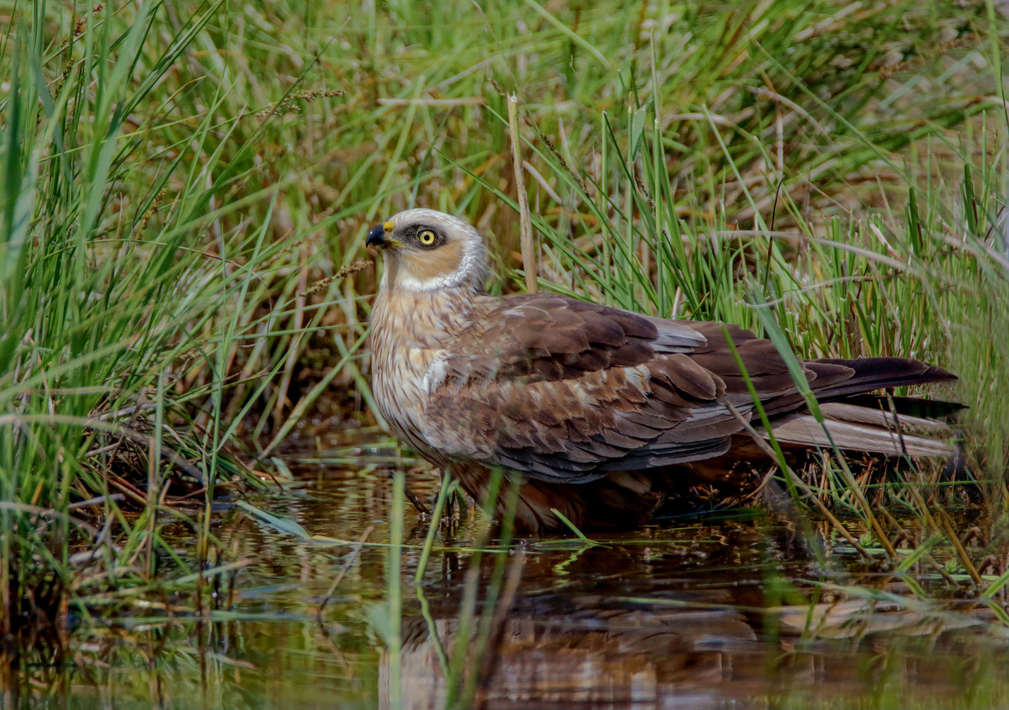 Falco di palude maschio