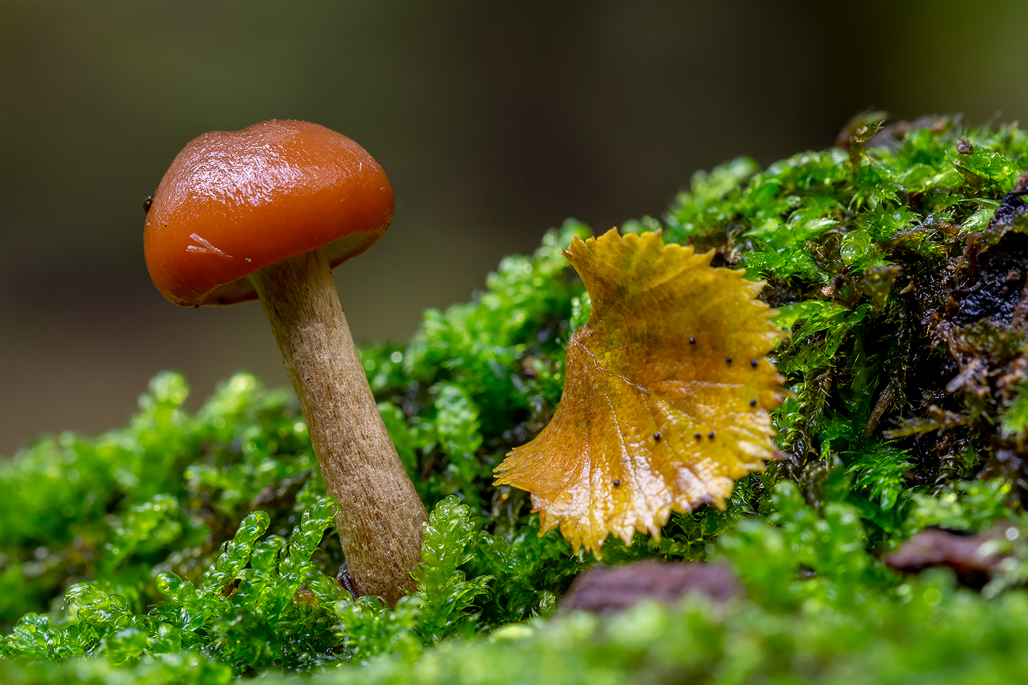 Ci facciamo compagnia..