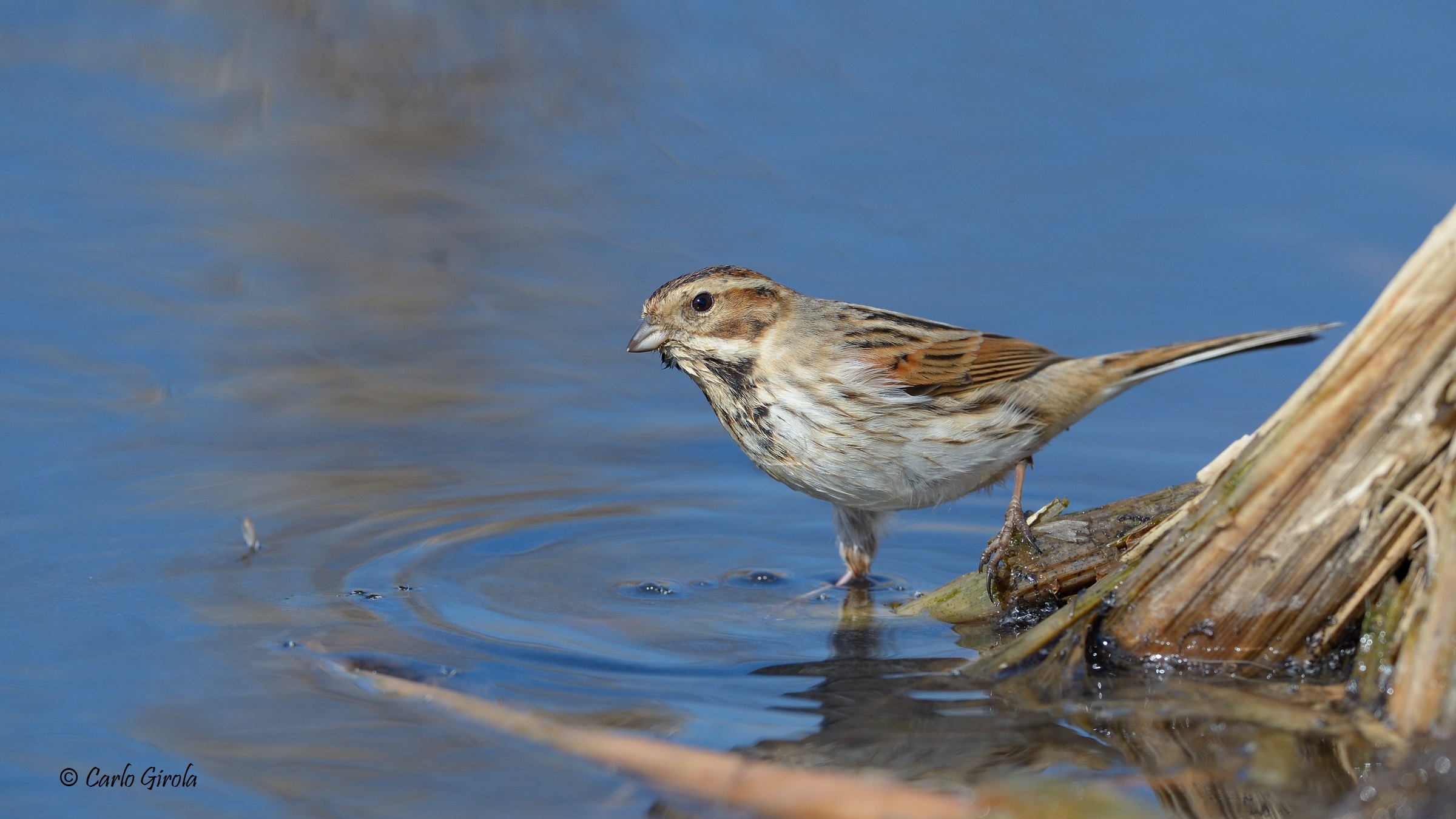 Migliarino di palude (Emberiza schoeniclus)