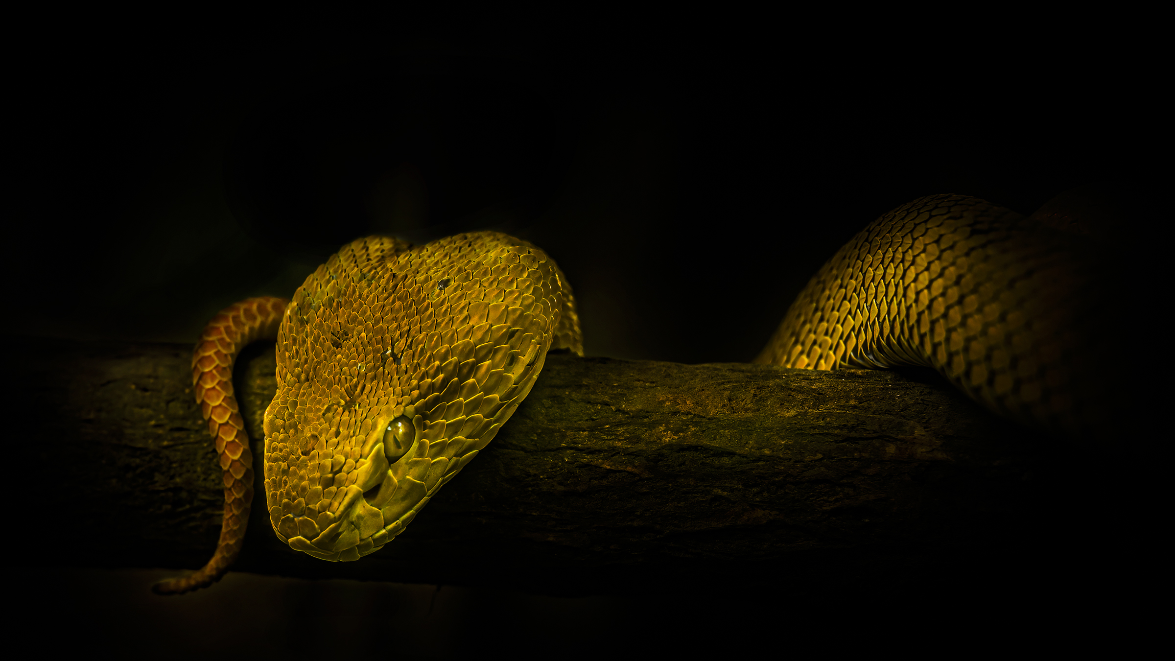serpente giallo