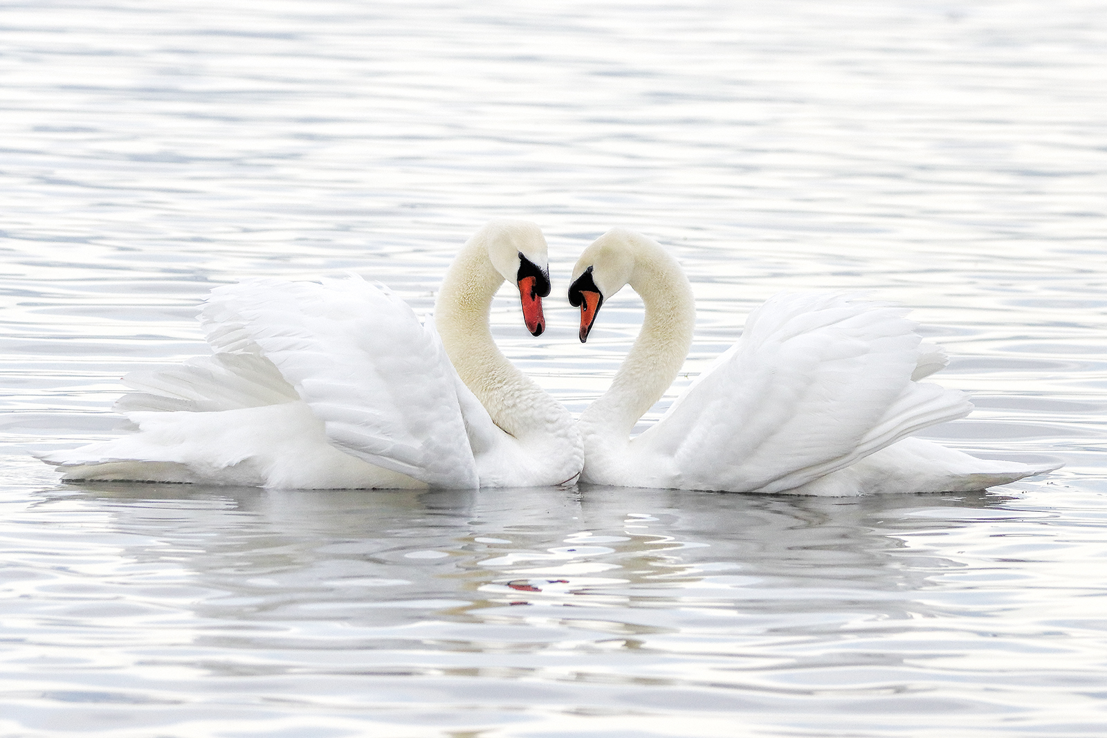 il "cuore" dei cigni in amore