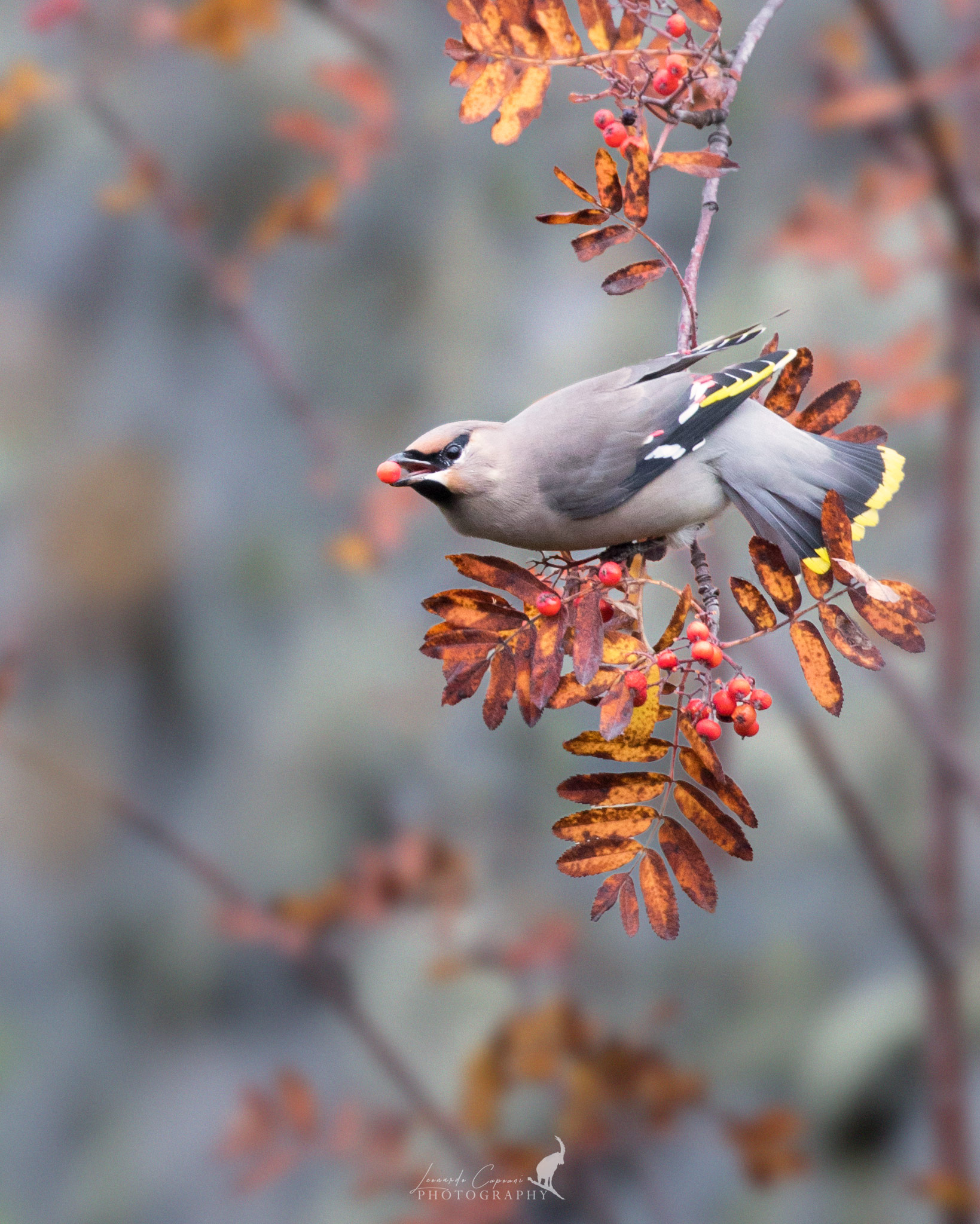colori autunnali / Autumn colours