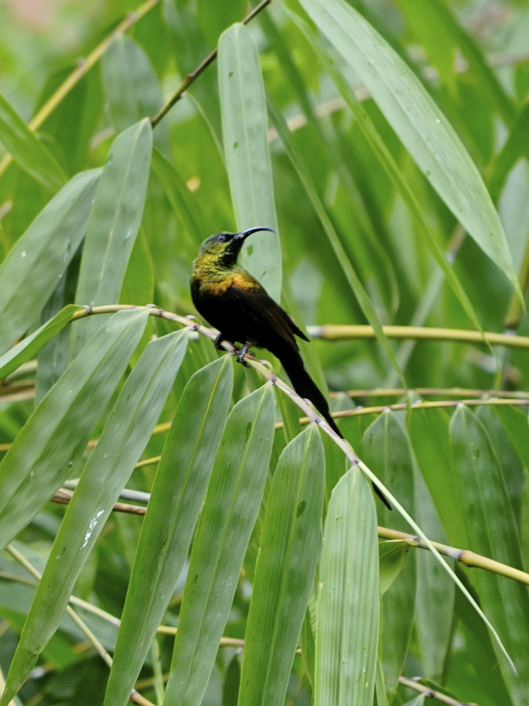 nectarinia bronzo - Nectarinia kilimensis