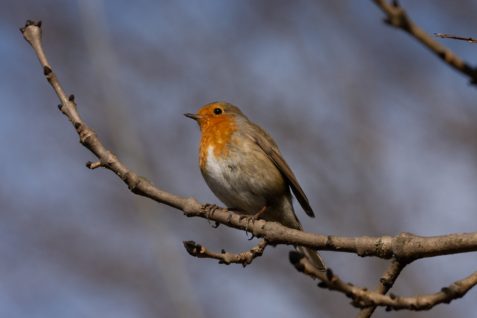 Robin