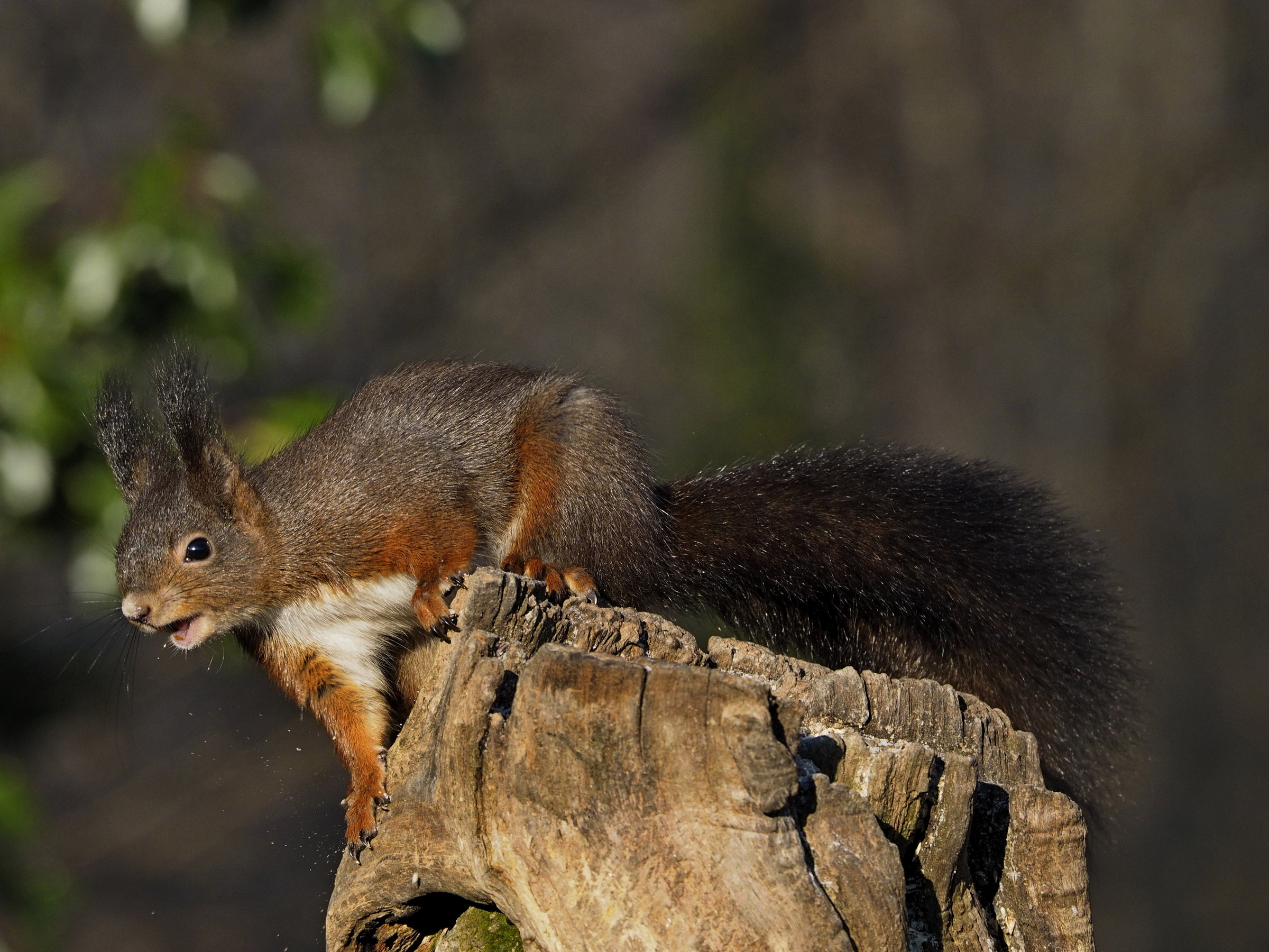In fuga... pensando agli incendi in Australia