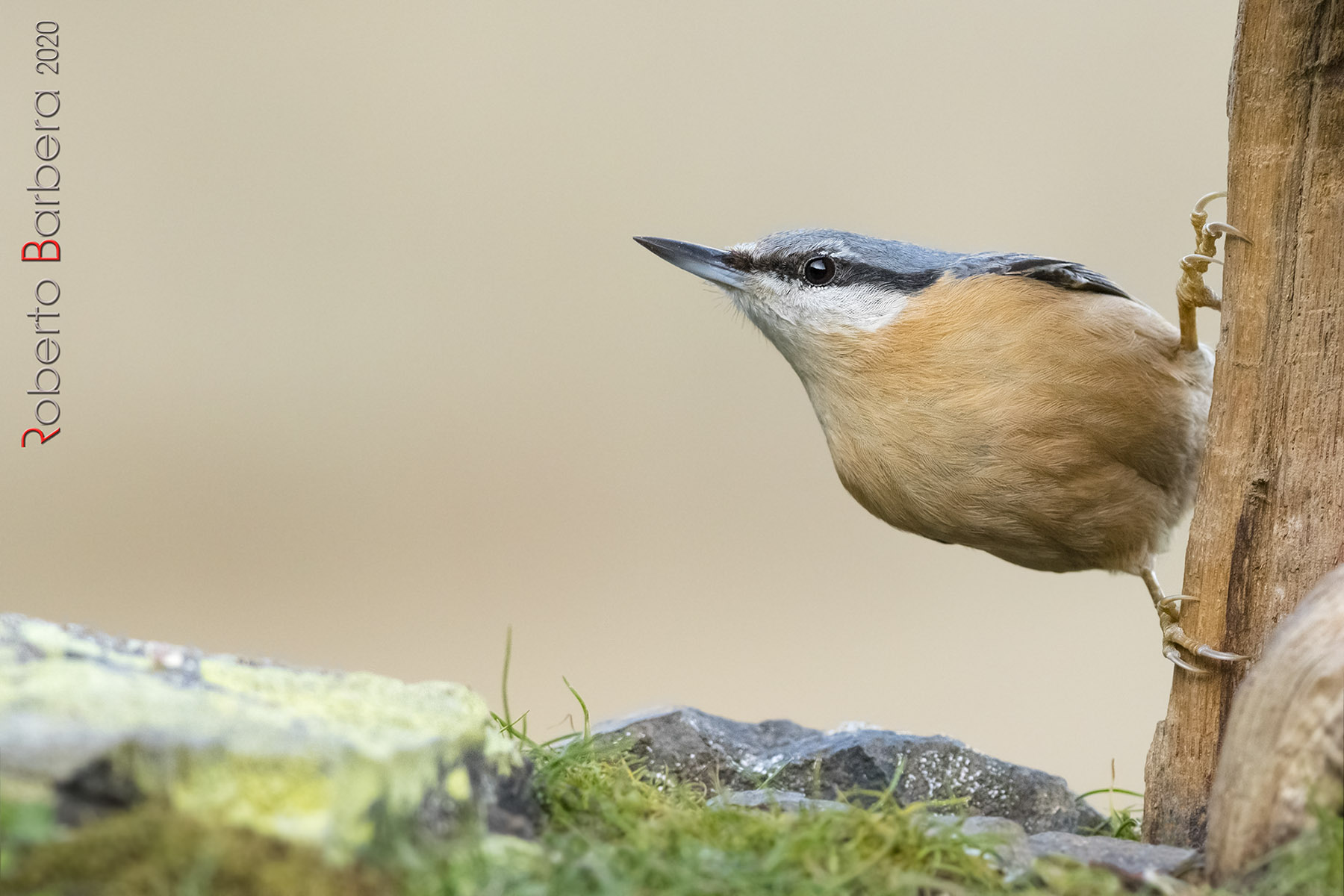 Mason woodpecker