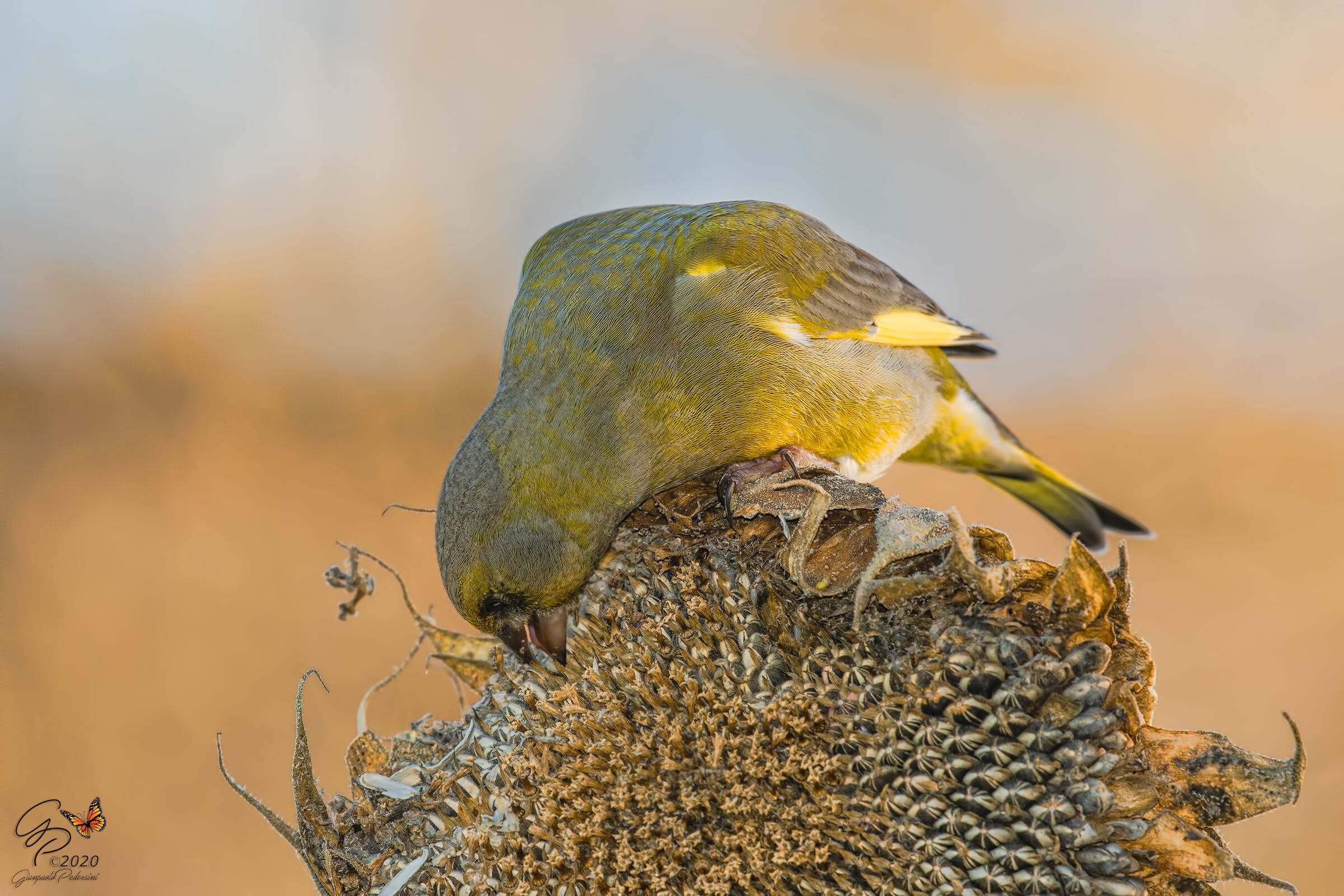 Now..... I eat a nice seed