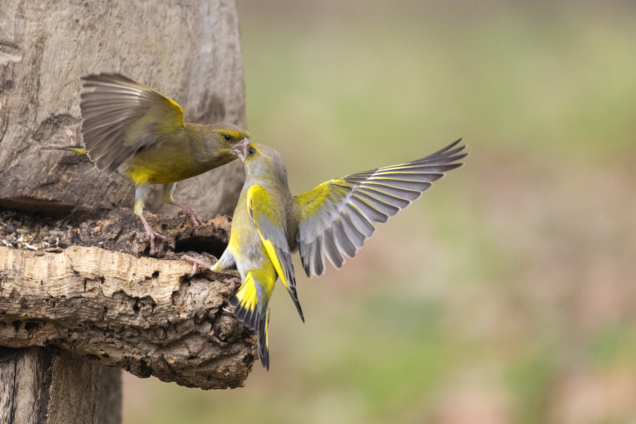 Verdoni in baruffa !