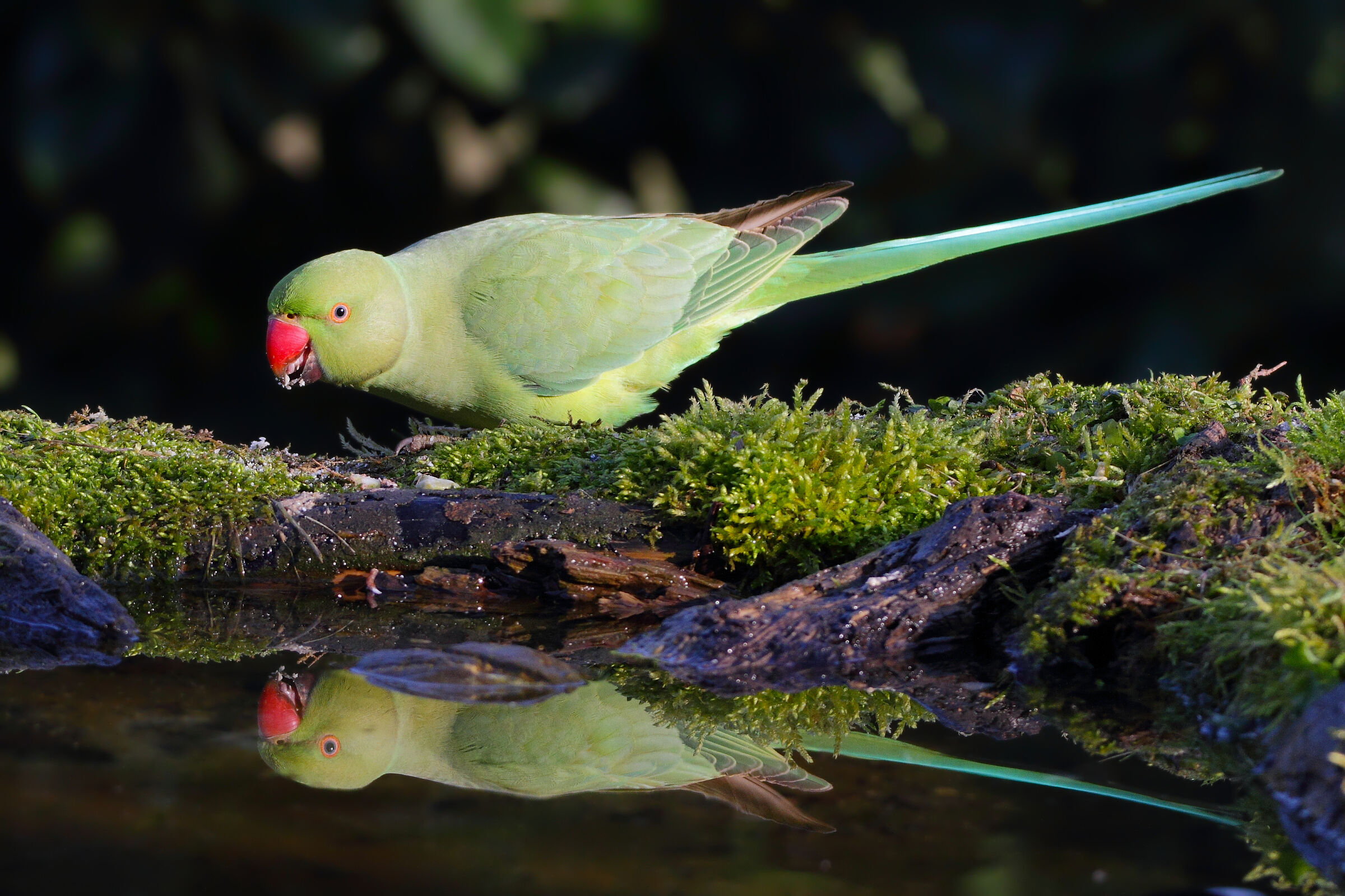 Pappagallo allo specchio