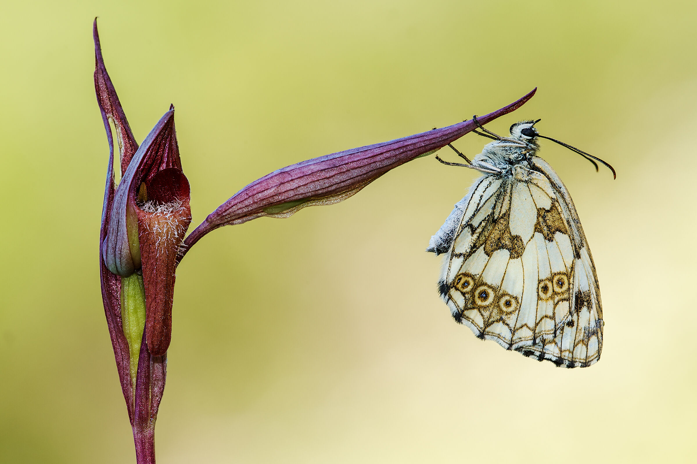Melanargia galathea