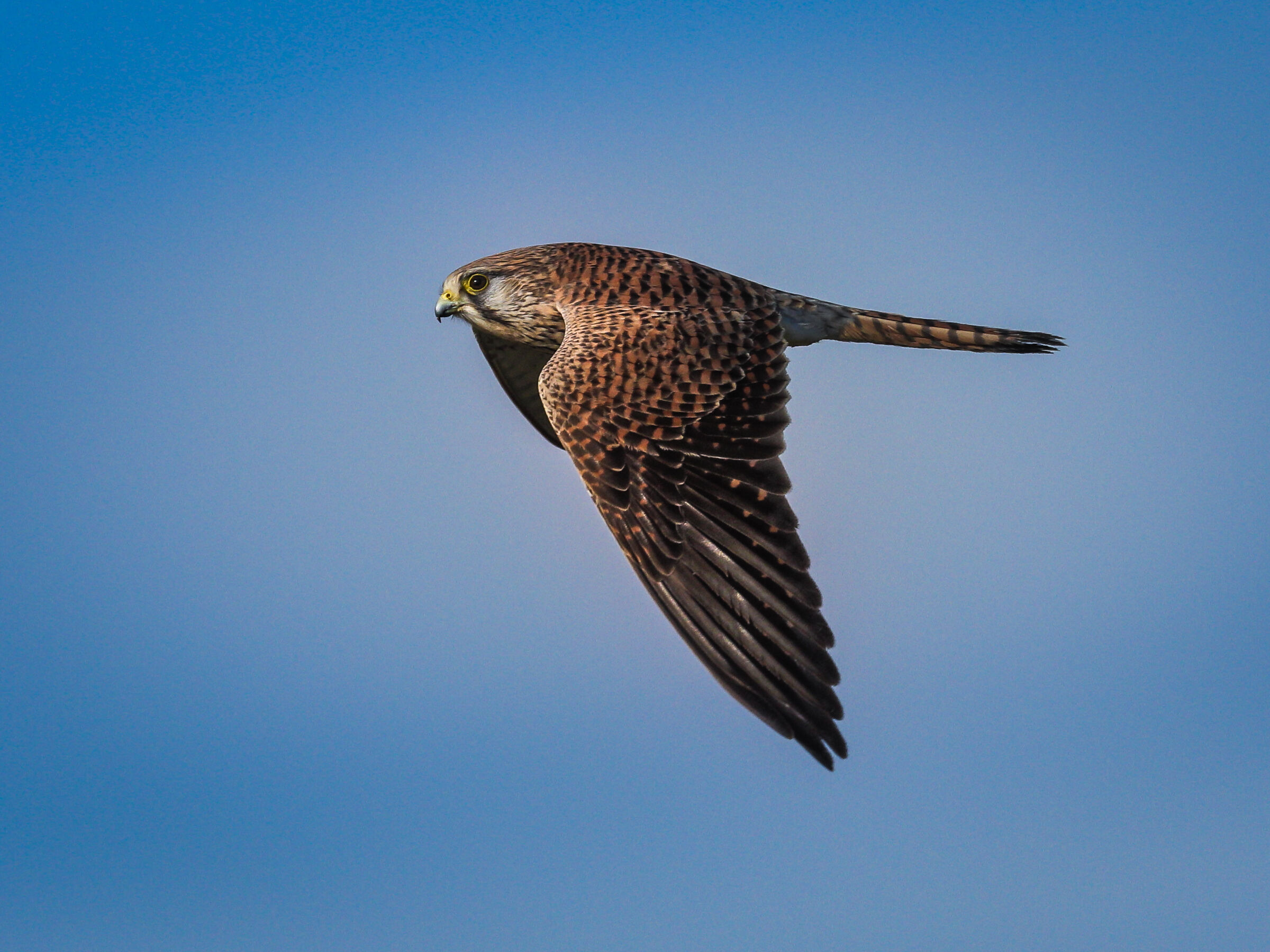 Gheppio in volo