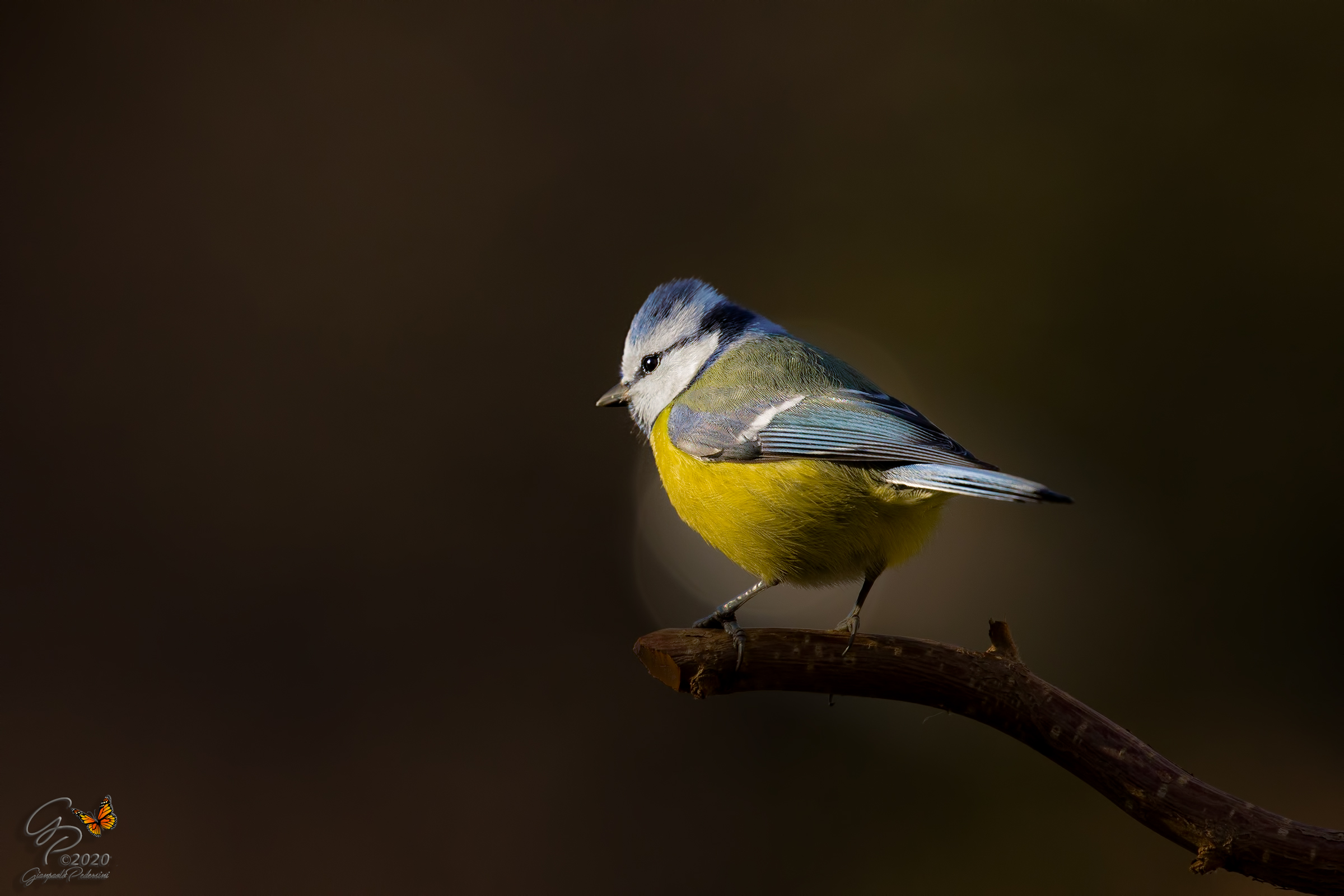 That sleafiable ray of sunshine