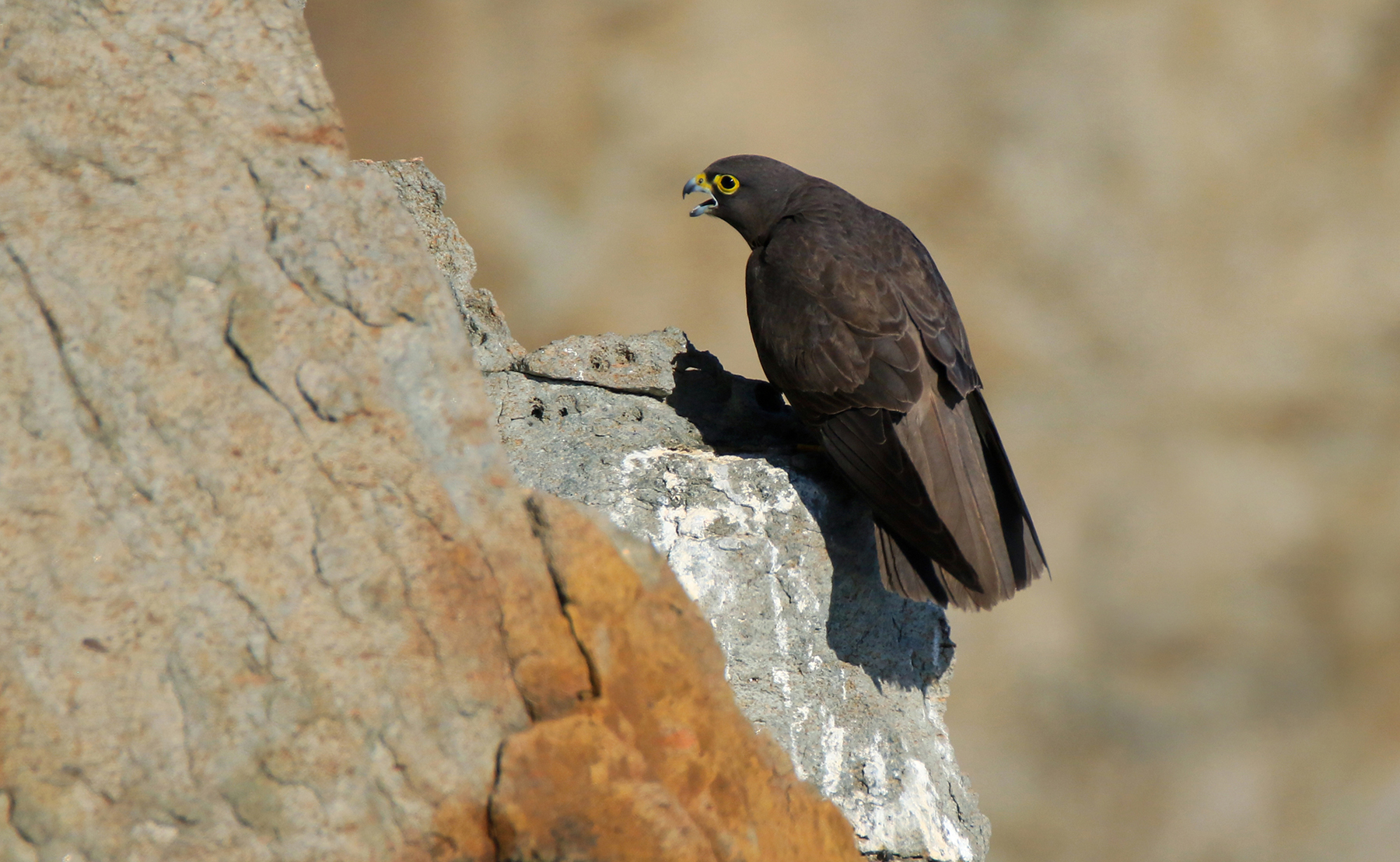 falco della regina fase melanica