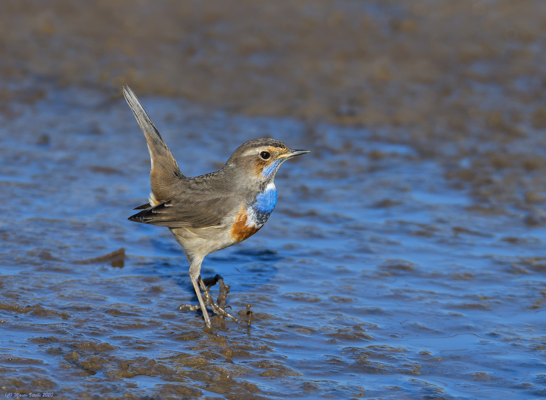 Pettazzurro (Luscinia svecica)