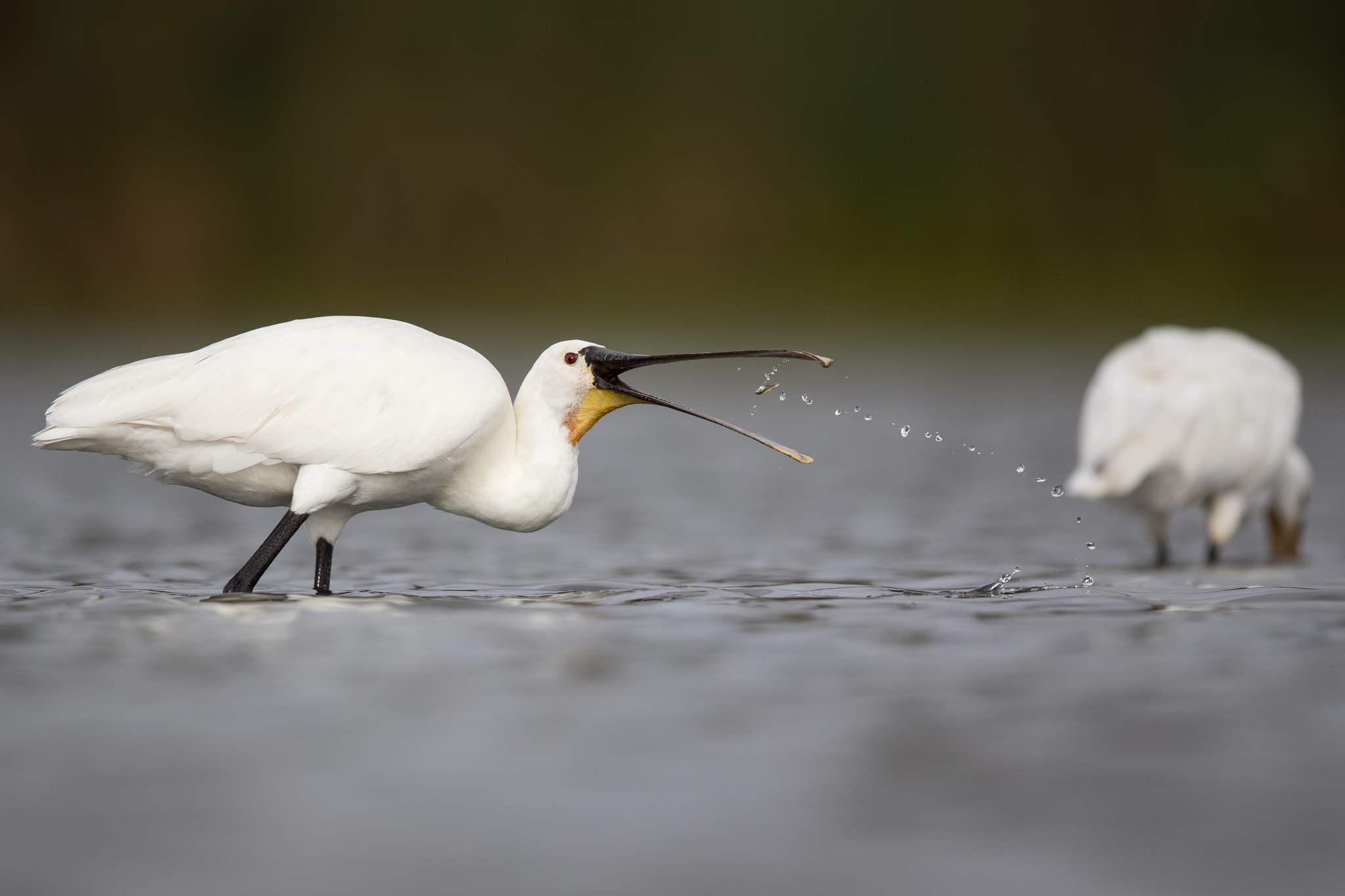 Colhereiro - Spoonbill (Figueira da Foz, Portugal)