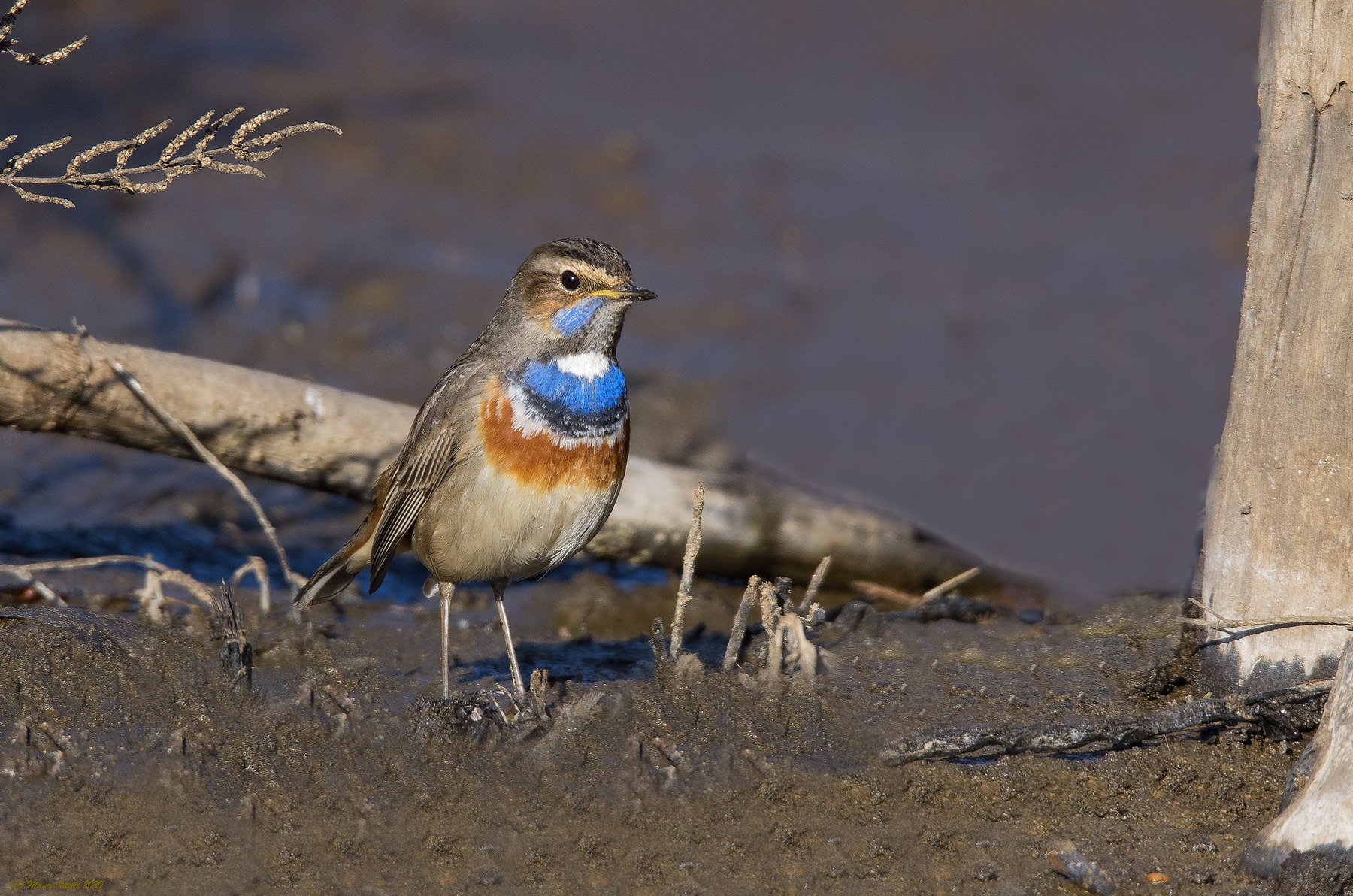Pettazzurro (Luscinia svecica)