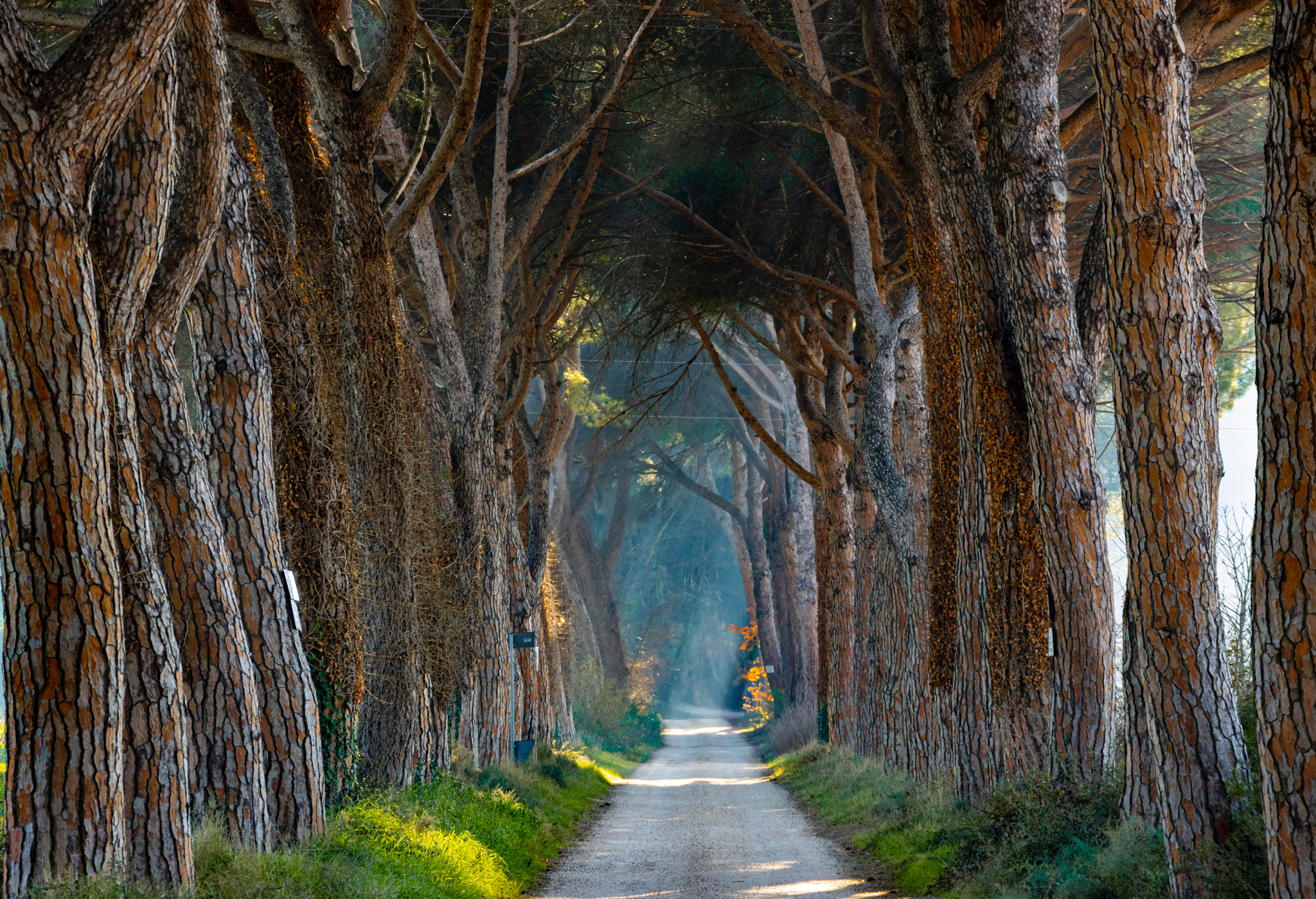 The Avenue of the Pines