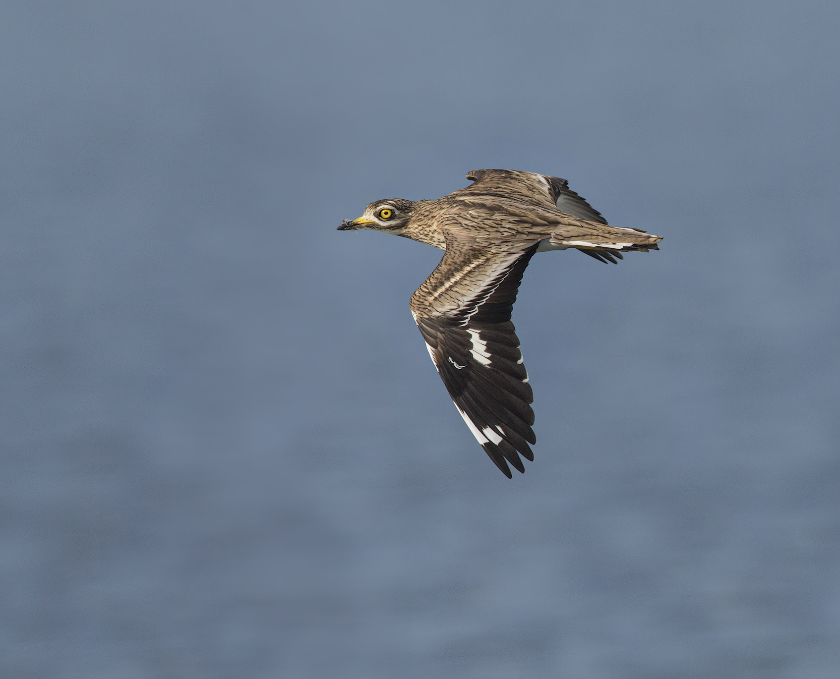 occhione dello scorso anno....