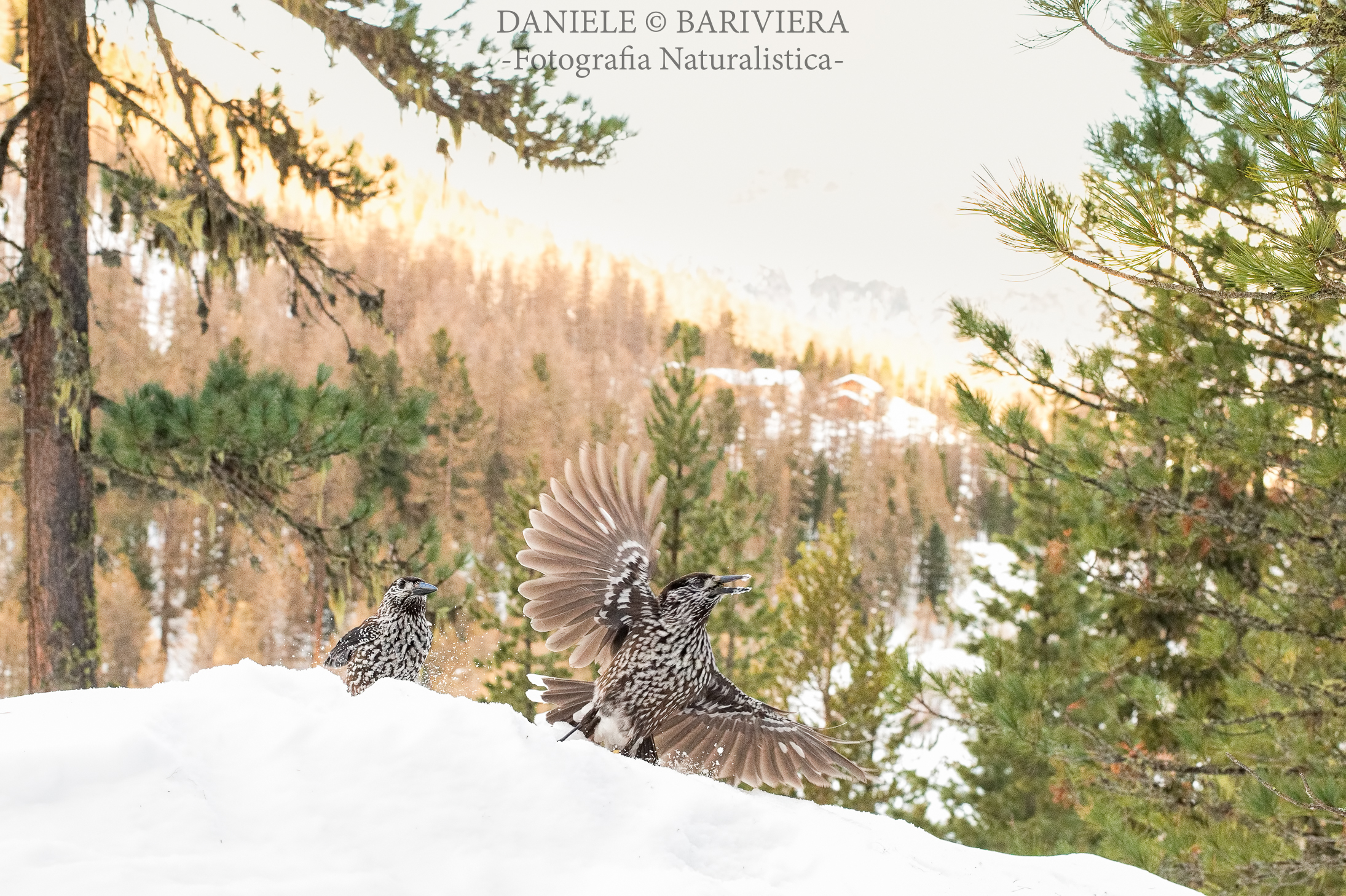 Nocciolaie con panorama