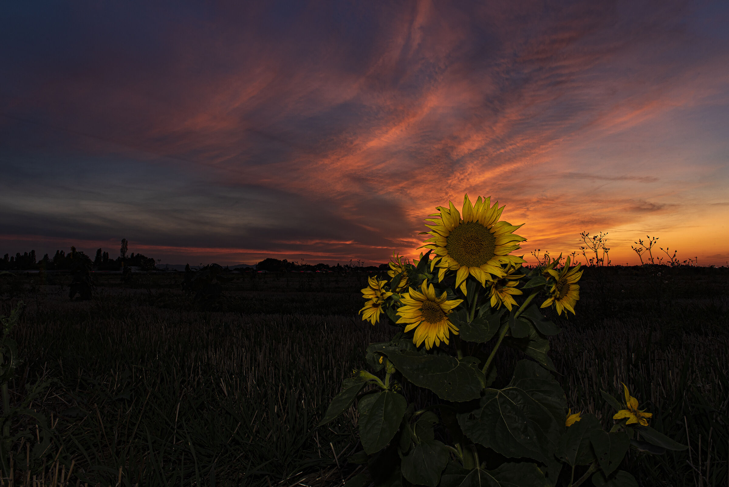 La legge del piu' forte