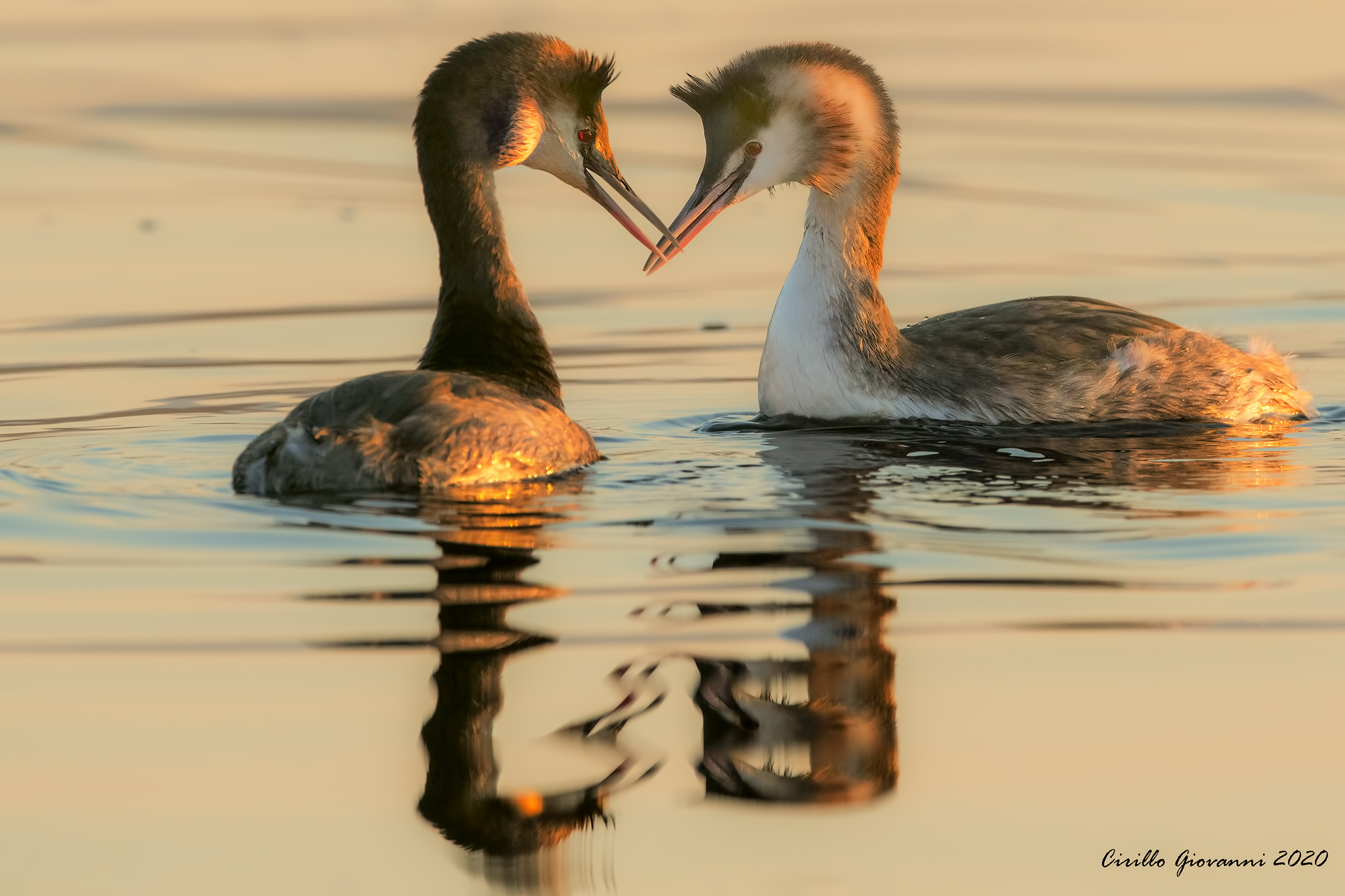 un amore a cuore ,, svassi maggiore