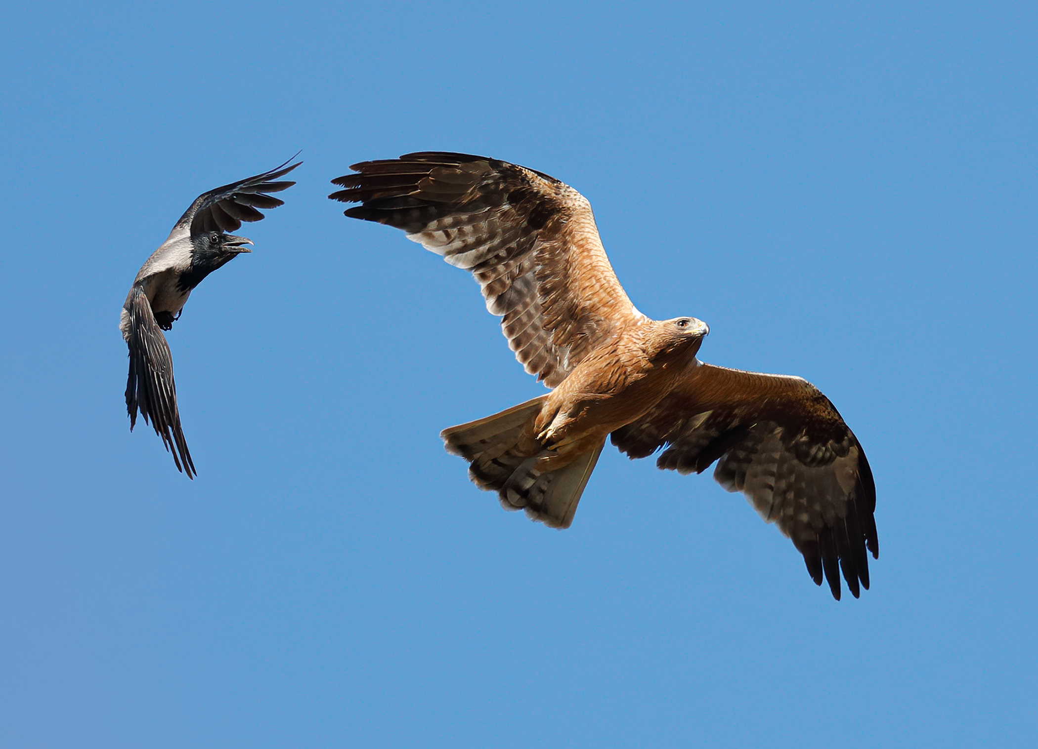 L'attacco - Cornacchia vs Aquila minore