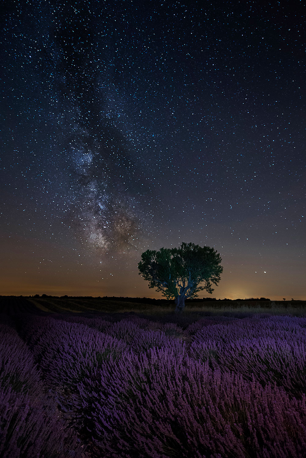 La via lattea sopra la lavanda