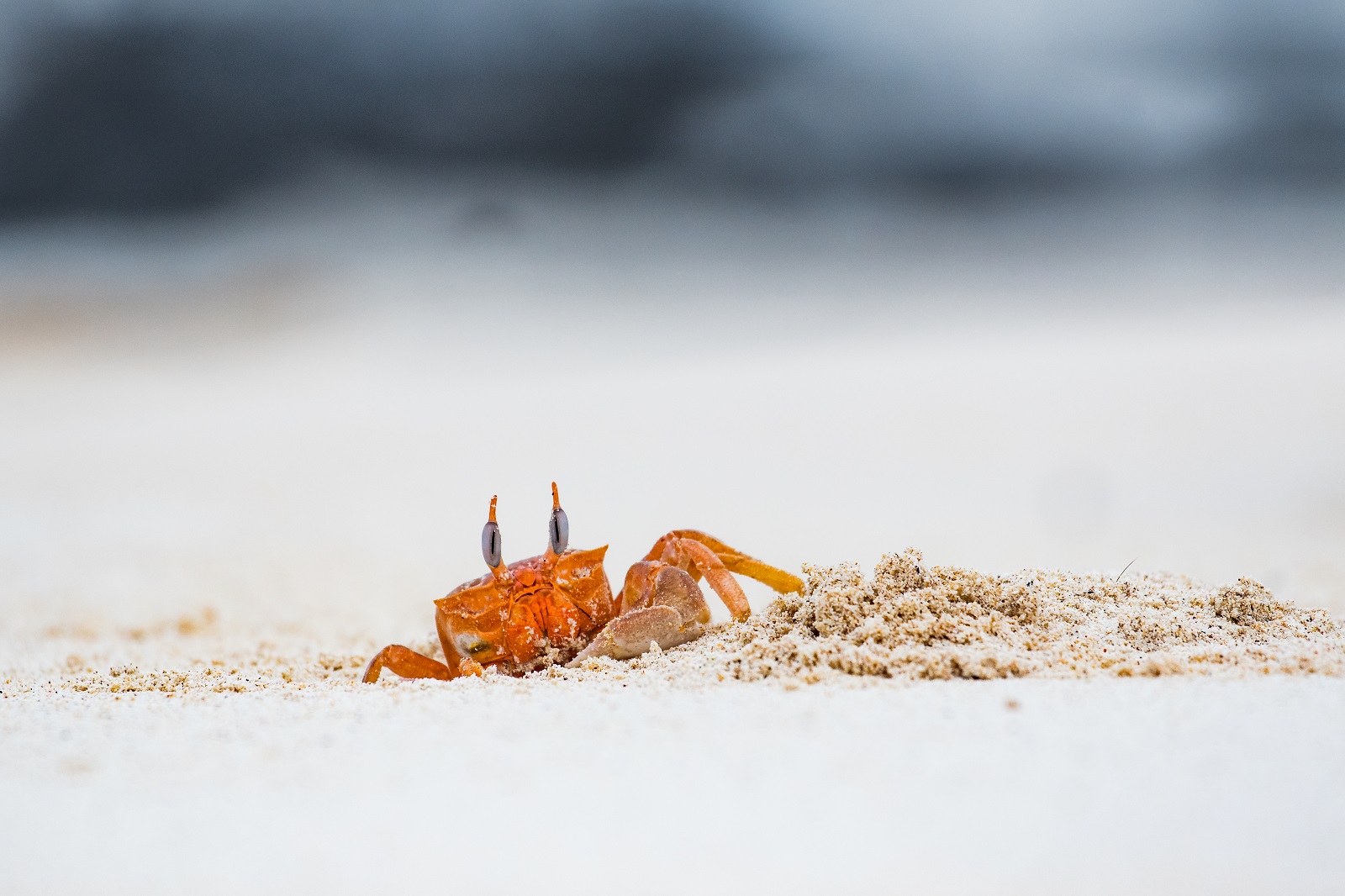 Ghost crab