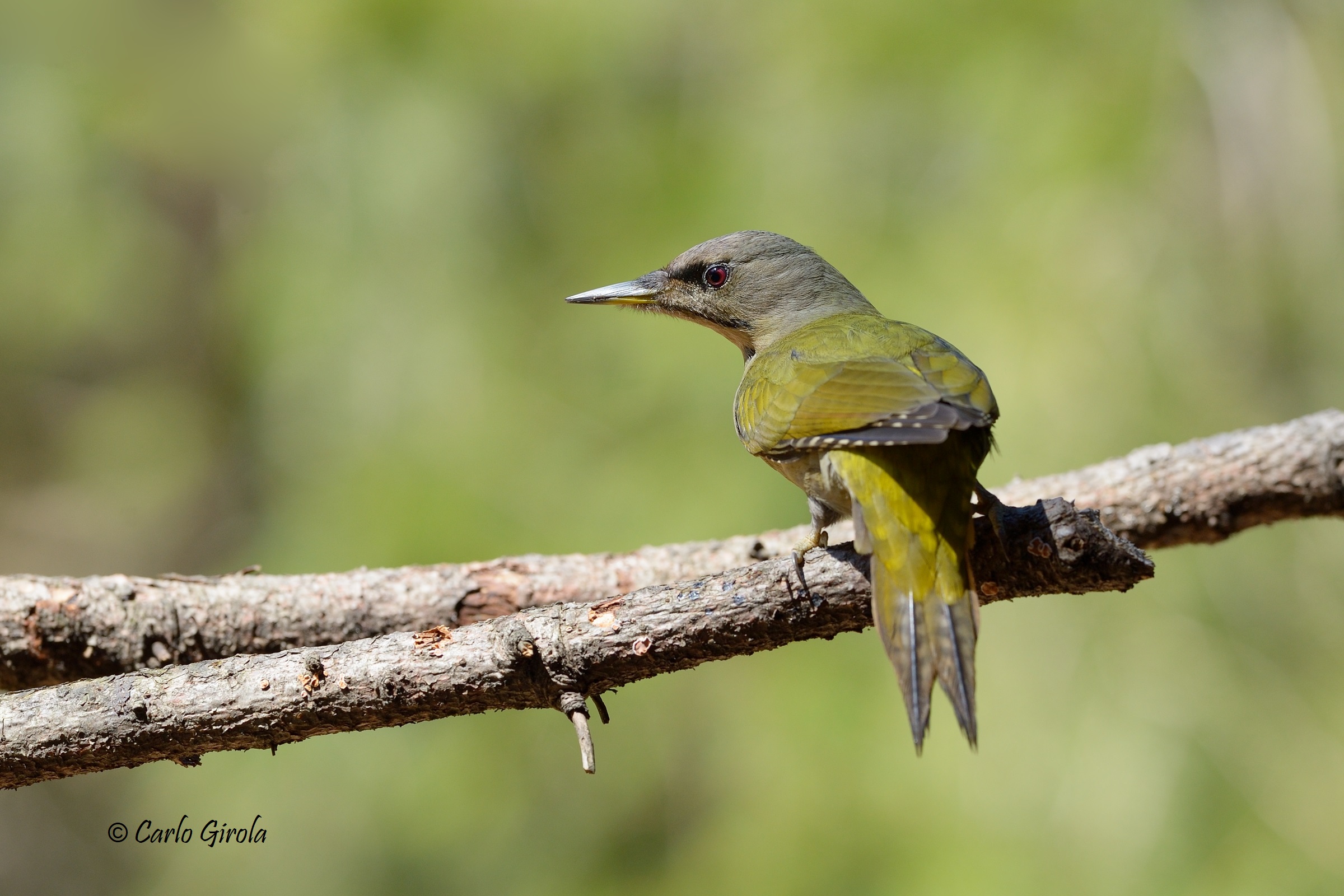 Ashwood woodpecker (Picus canus)