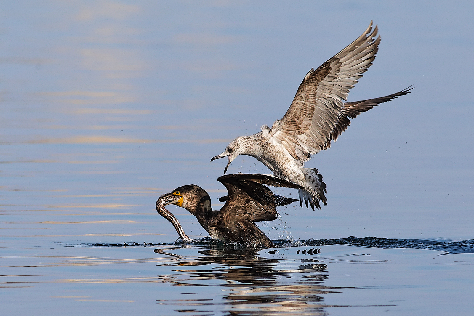 Cormorano VS young seagull