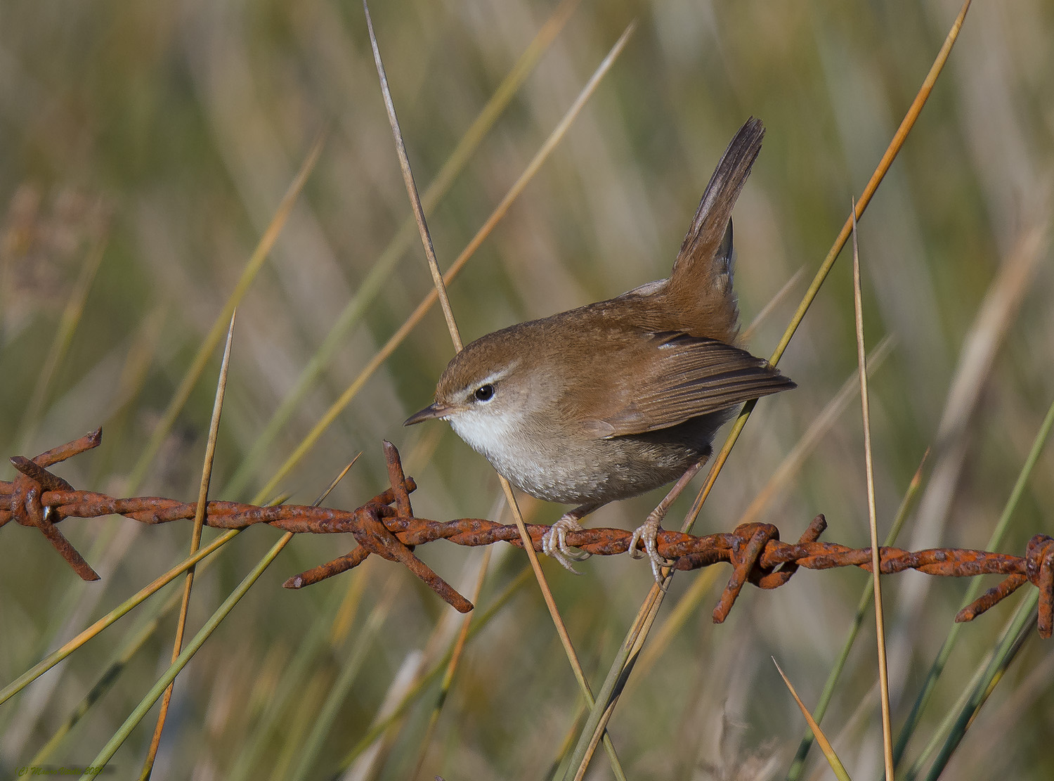River Nightingale (Cettia Cettia)