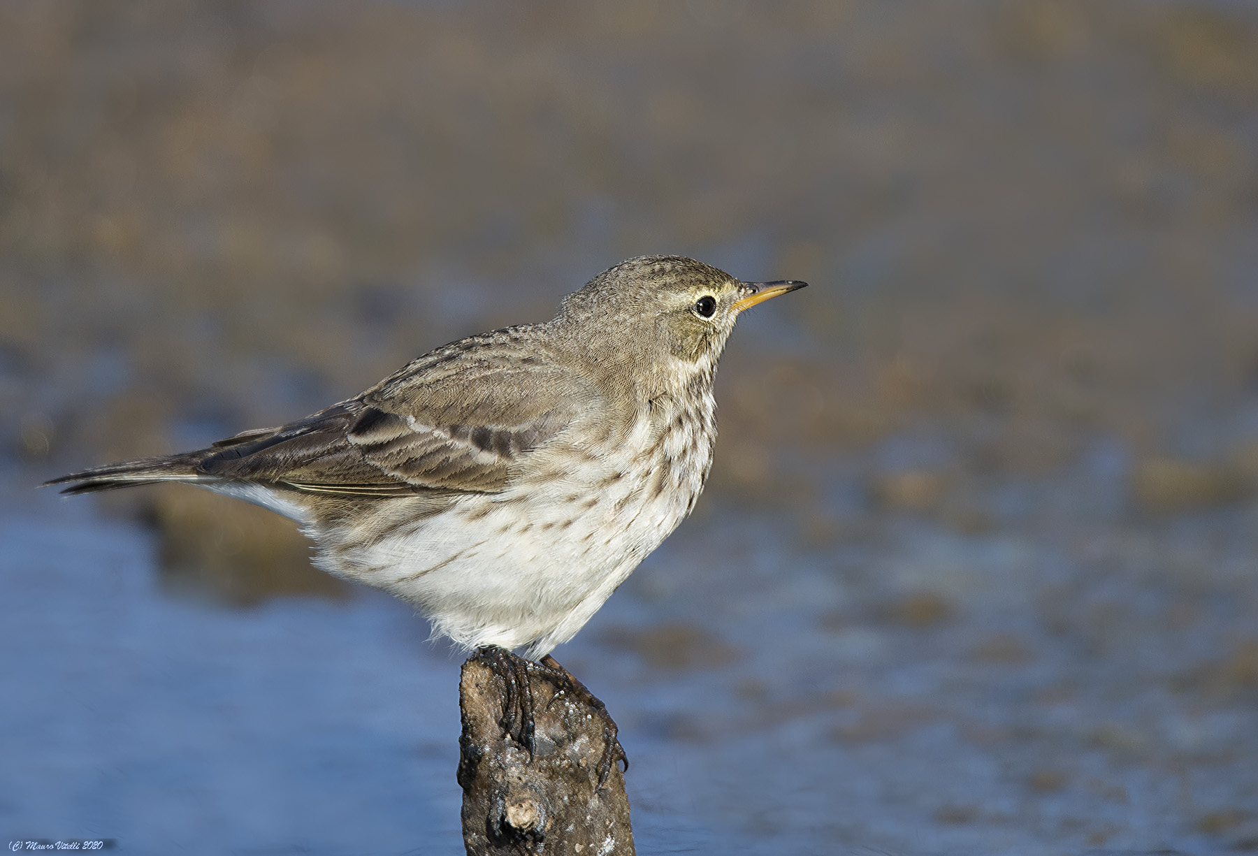 Spioncello (Anthus spinoletta)