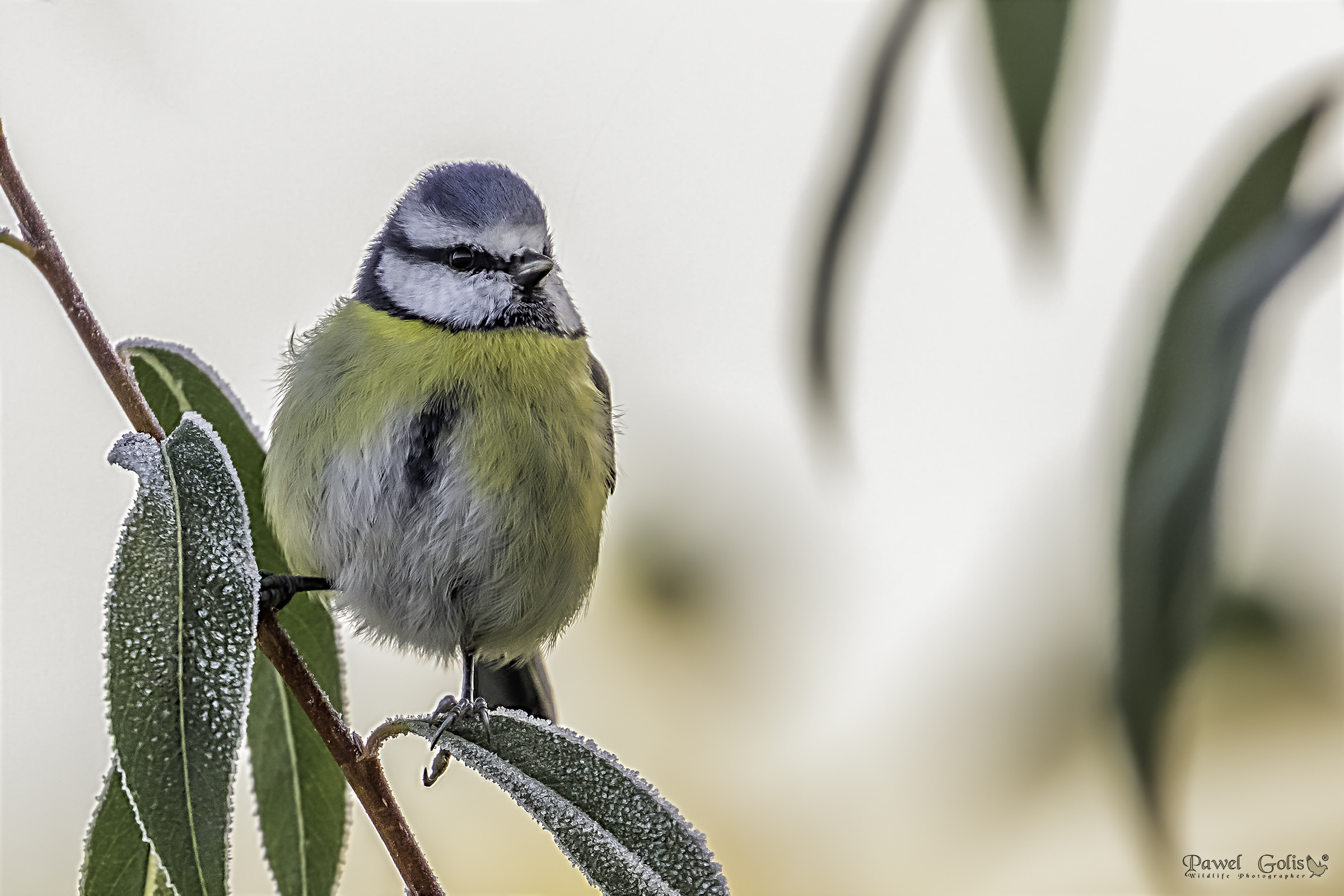 Eurasian blue tit (Cyanistes caeruleus)