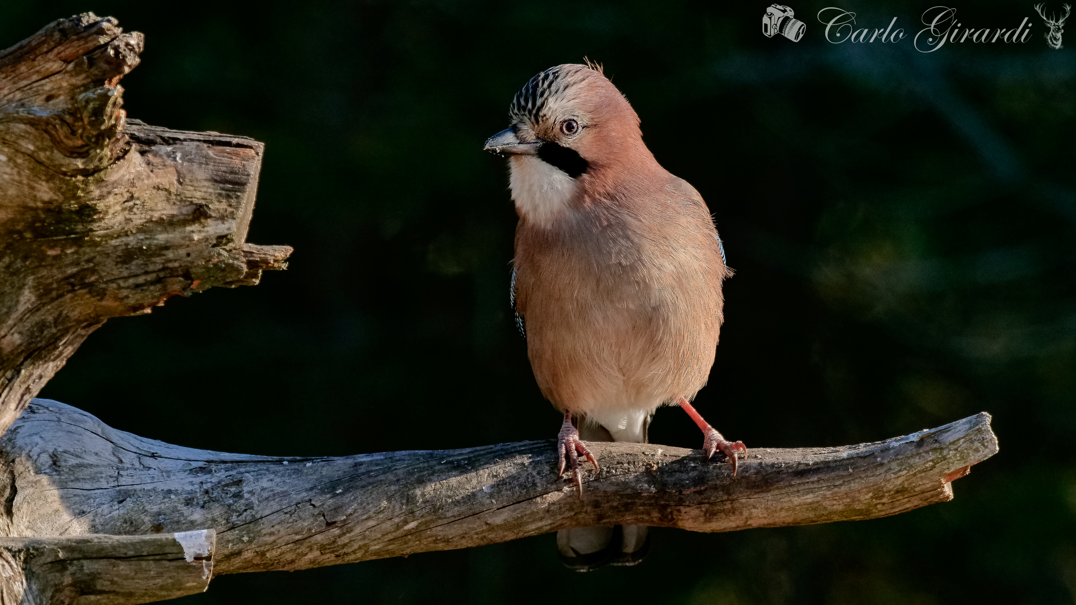 Jay.