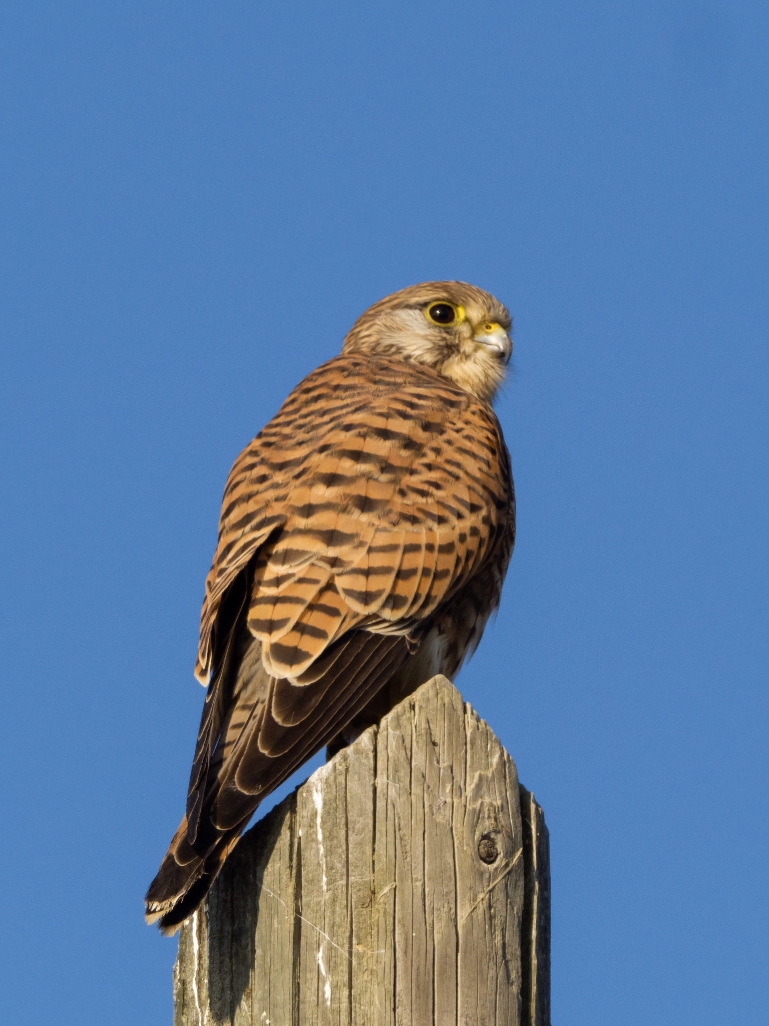 But do you really have to put yourself there?