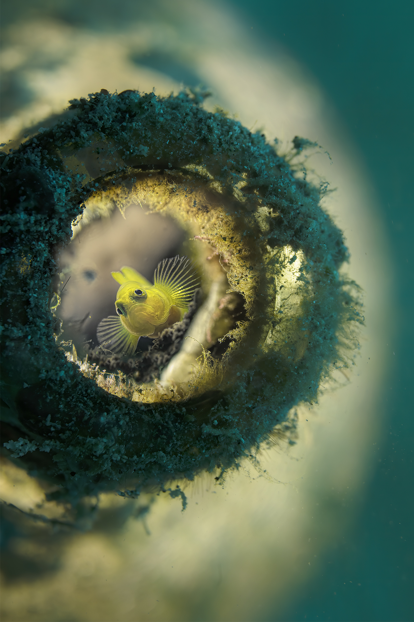 gobi giallo nella bottiglia