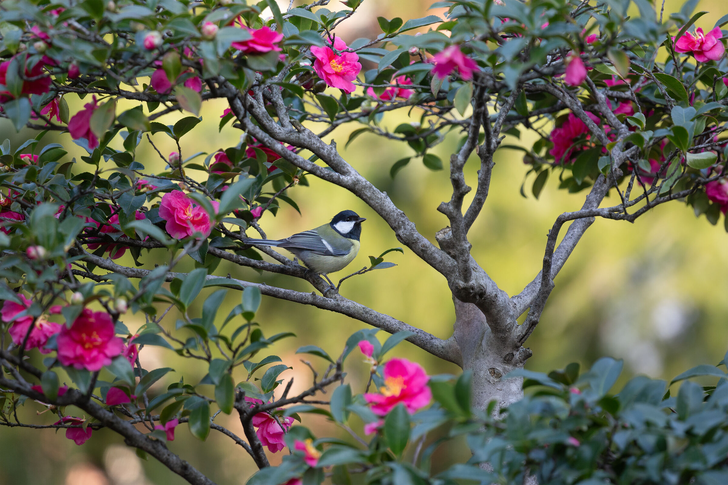 She's in the flower.