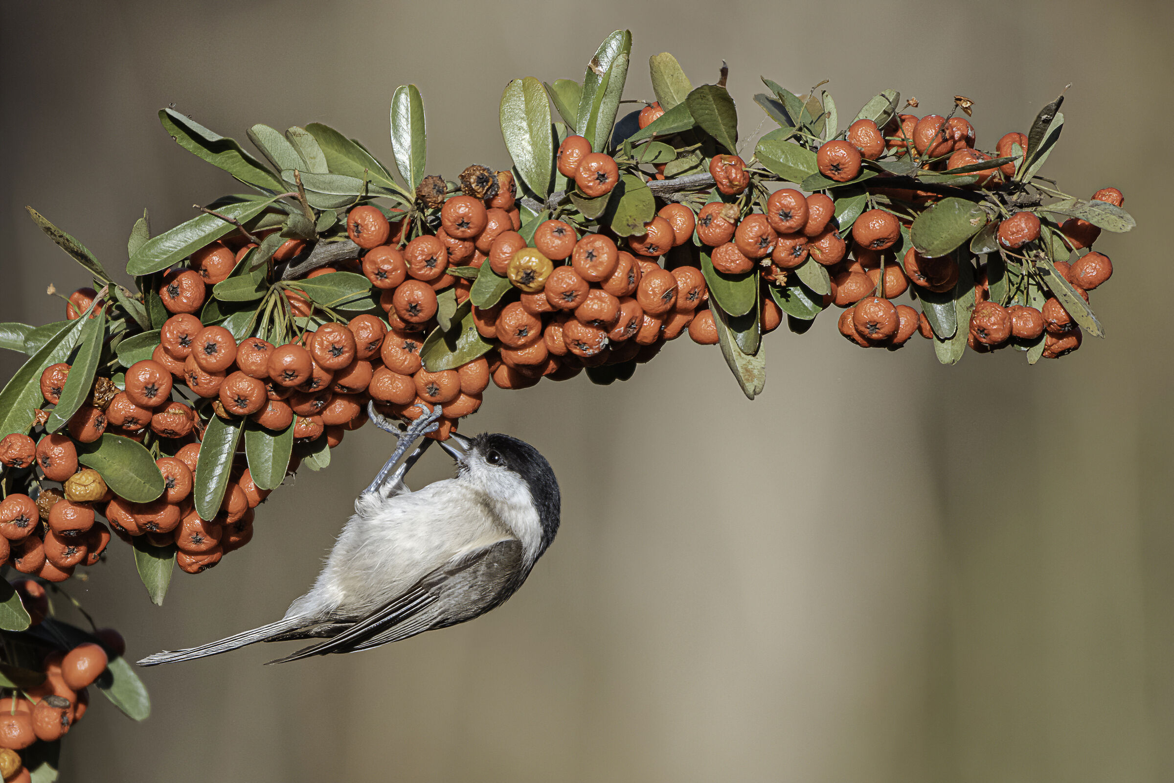 the rich banquet of bigy