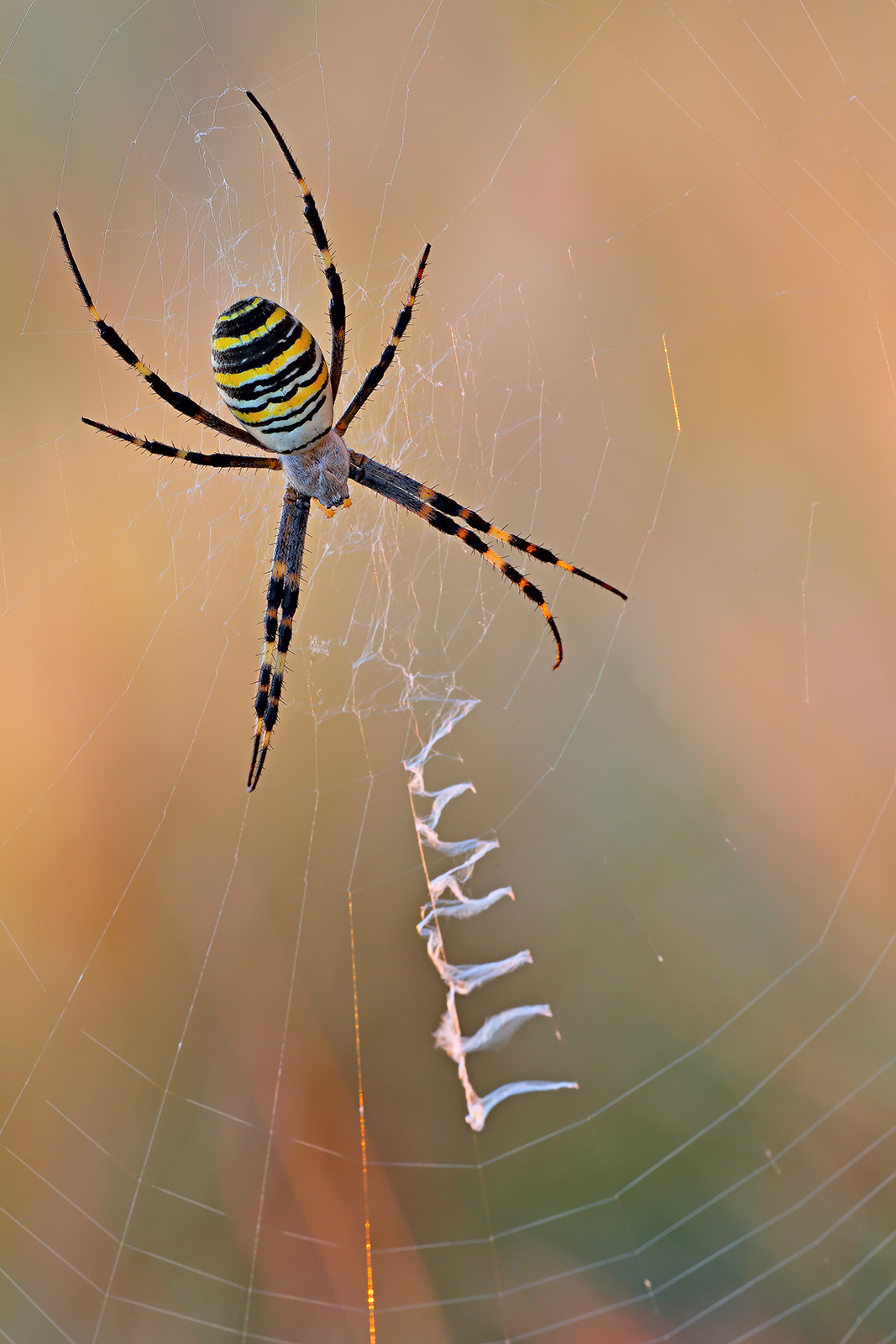 Argiope
