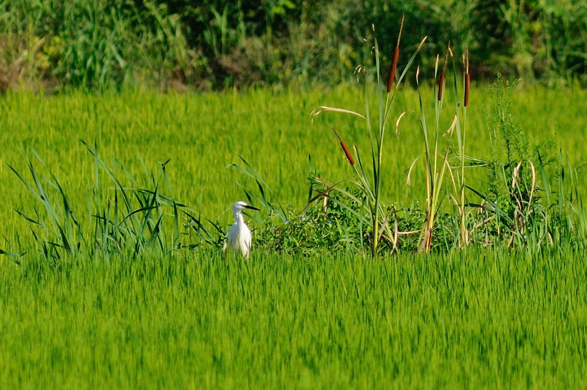 Great Egret