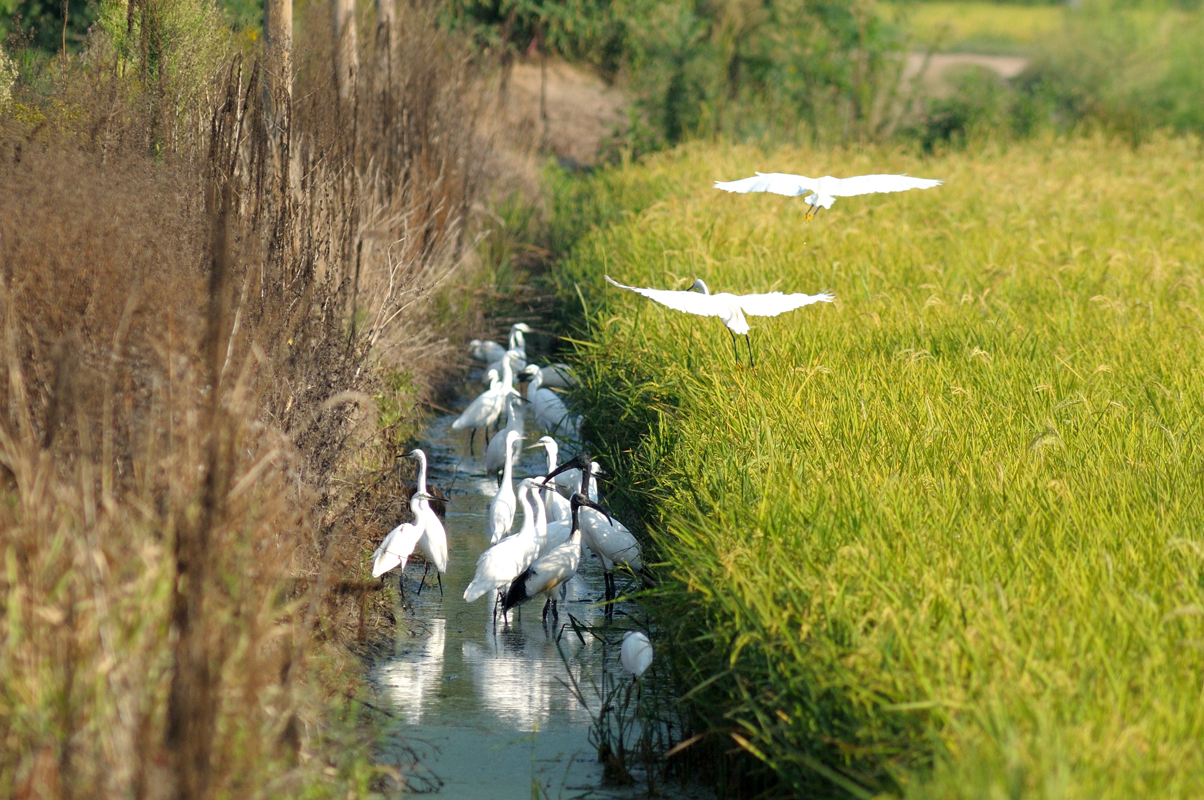 Ibis and herons
