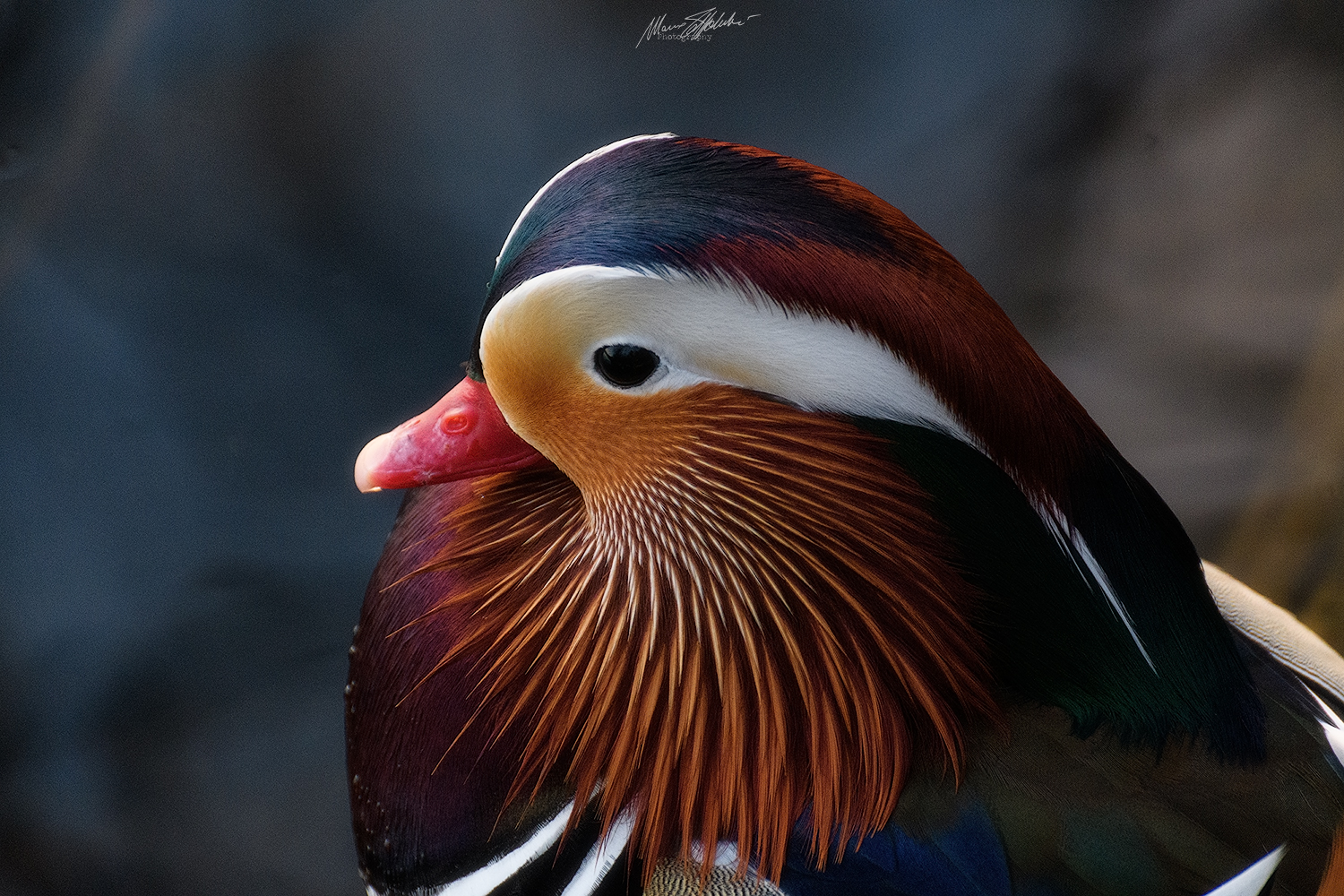 Anatra Mandarina - Lago Grande Avigliana