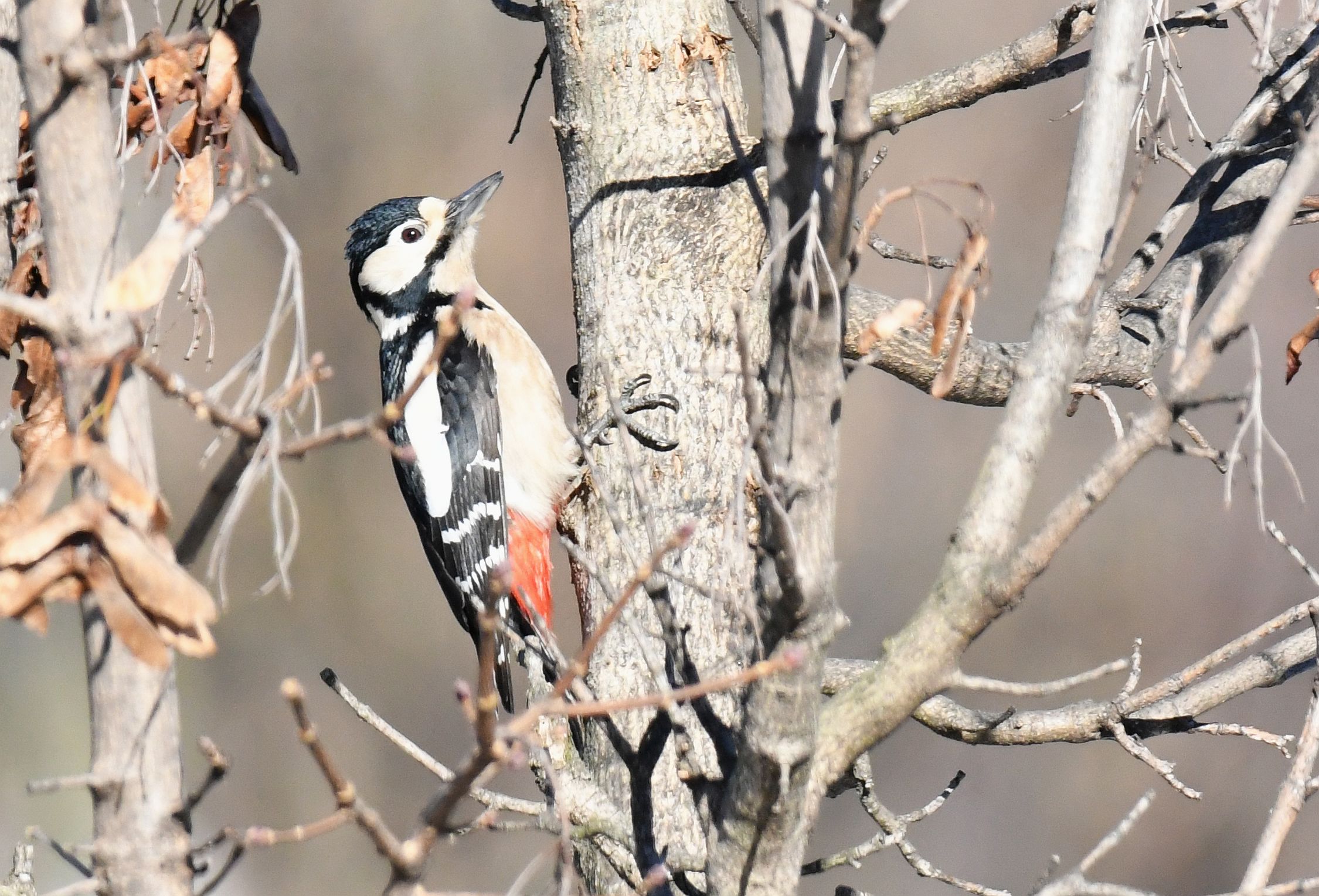 major red woodpecker