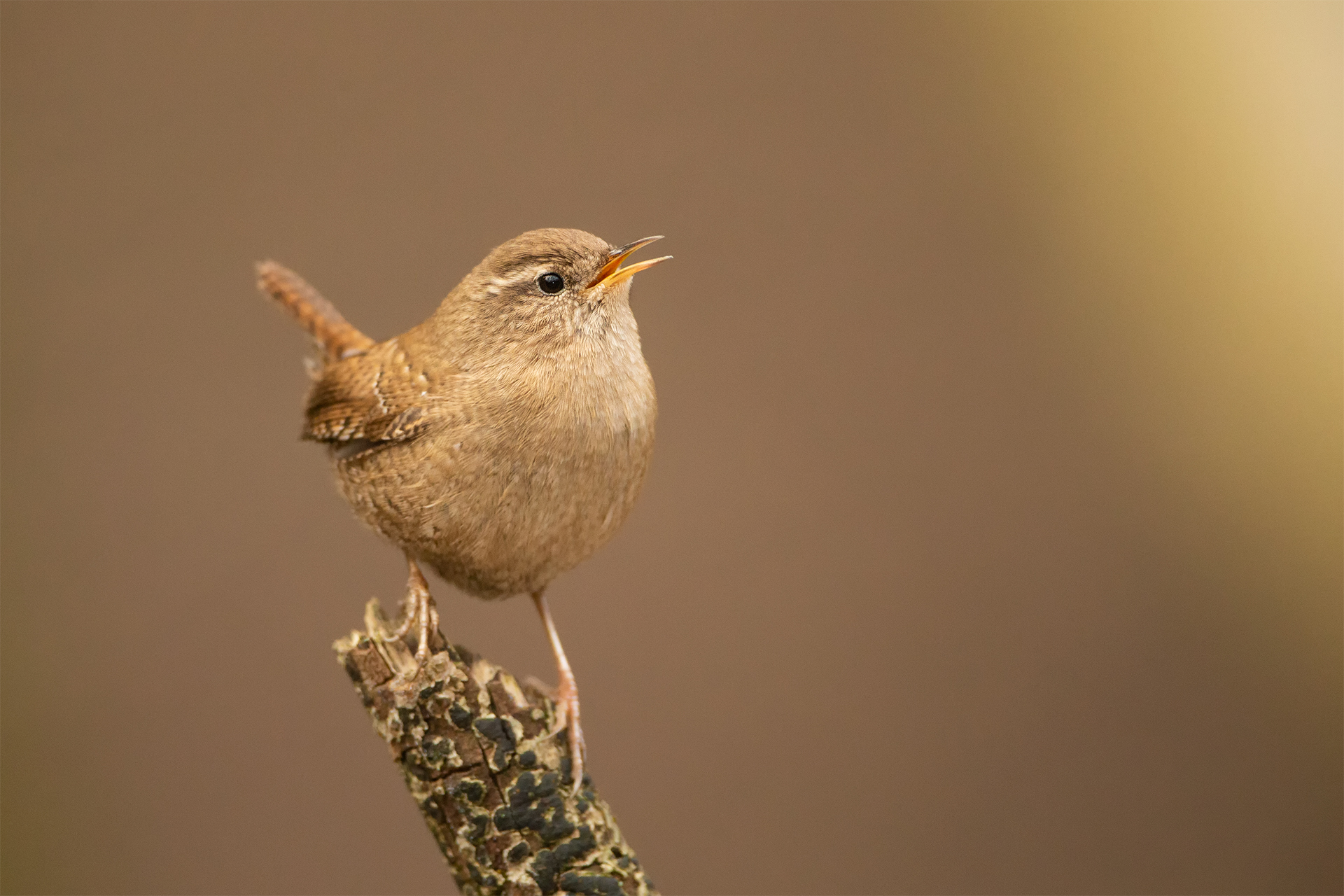 Troglodytes troglodytes (Eurasian wren)