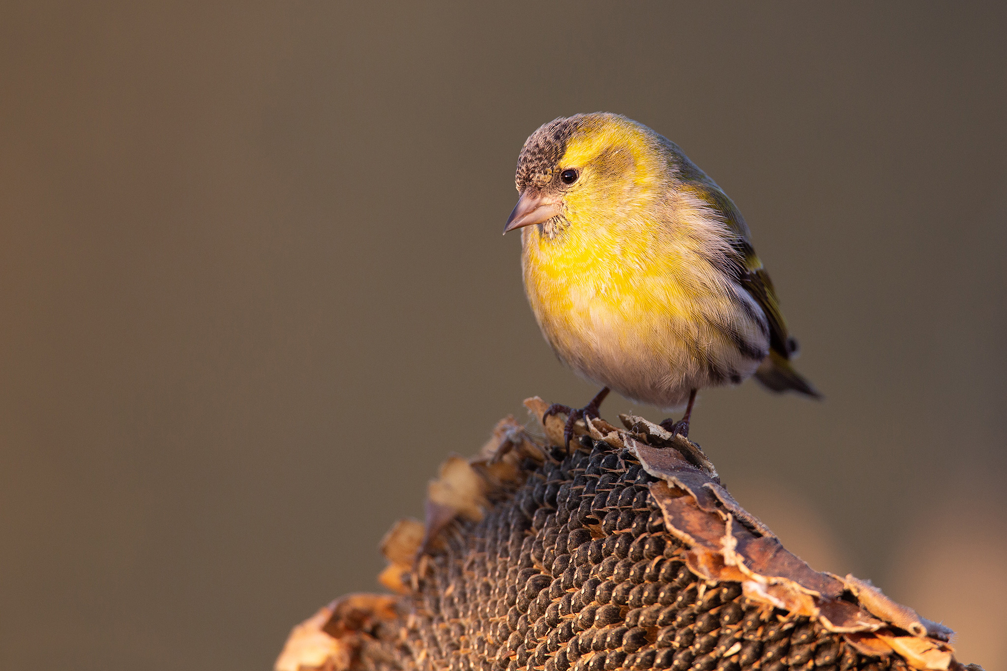 Il Re dei Girasoli. Palla di piume - Lucherino