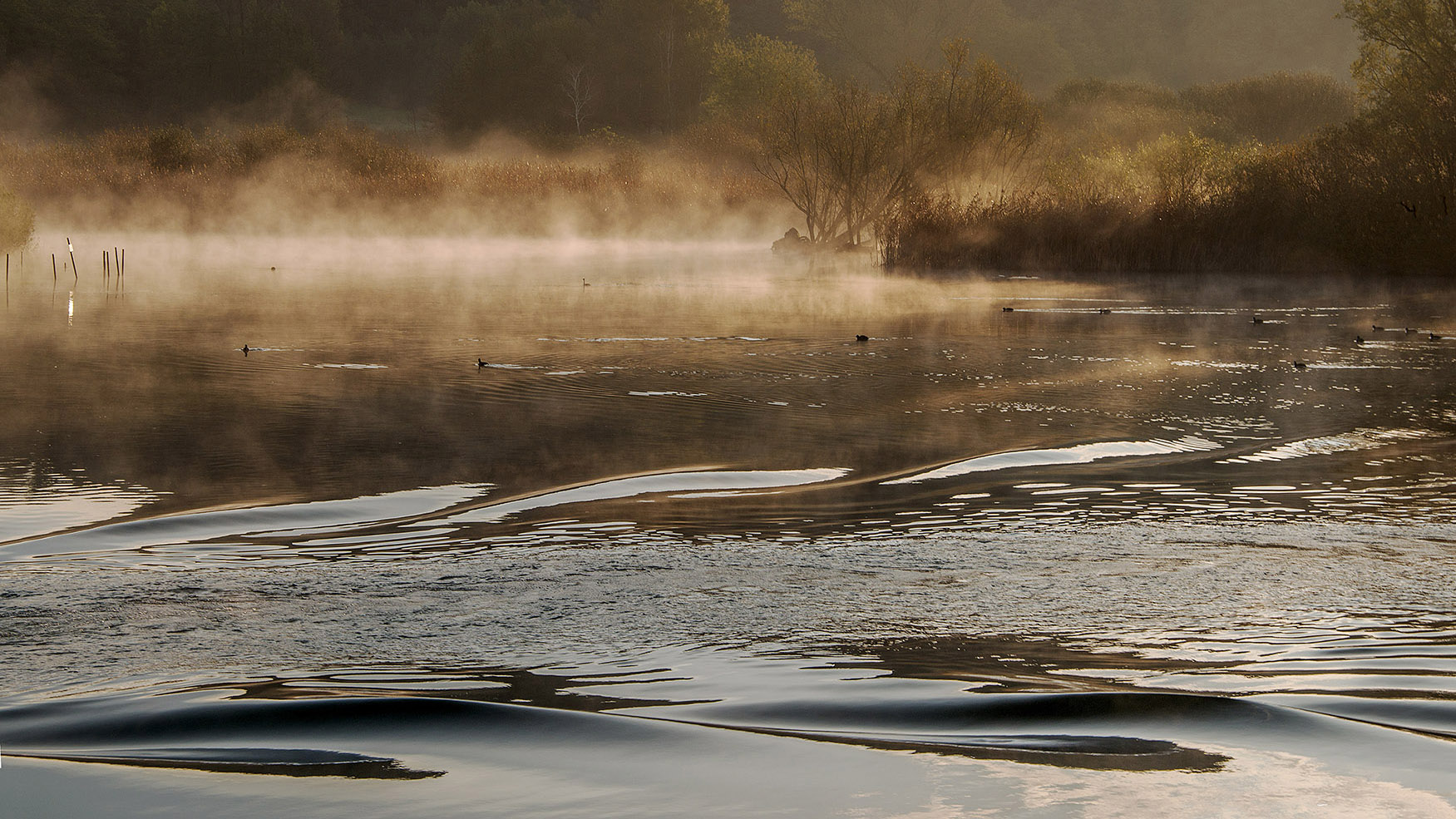la versione di simobati